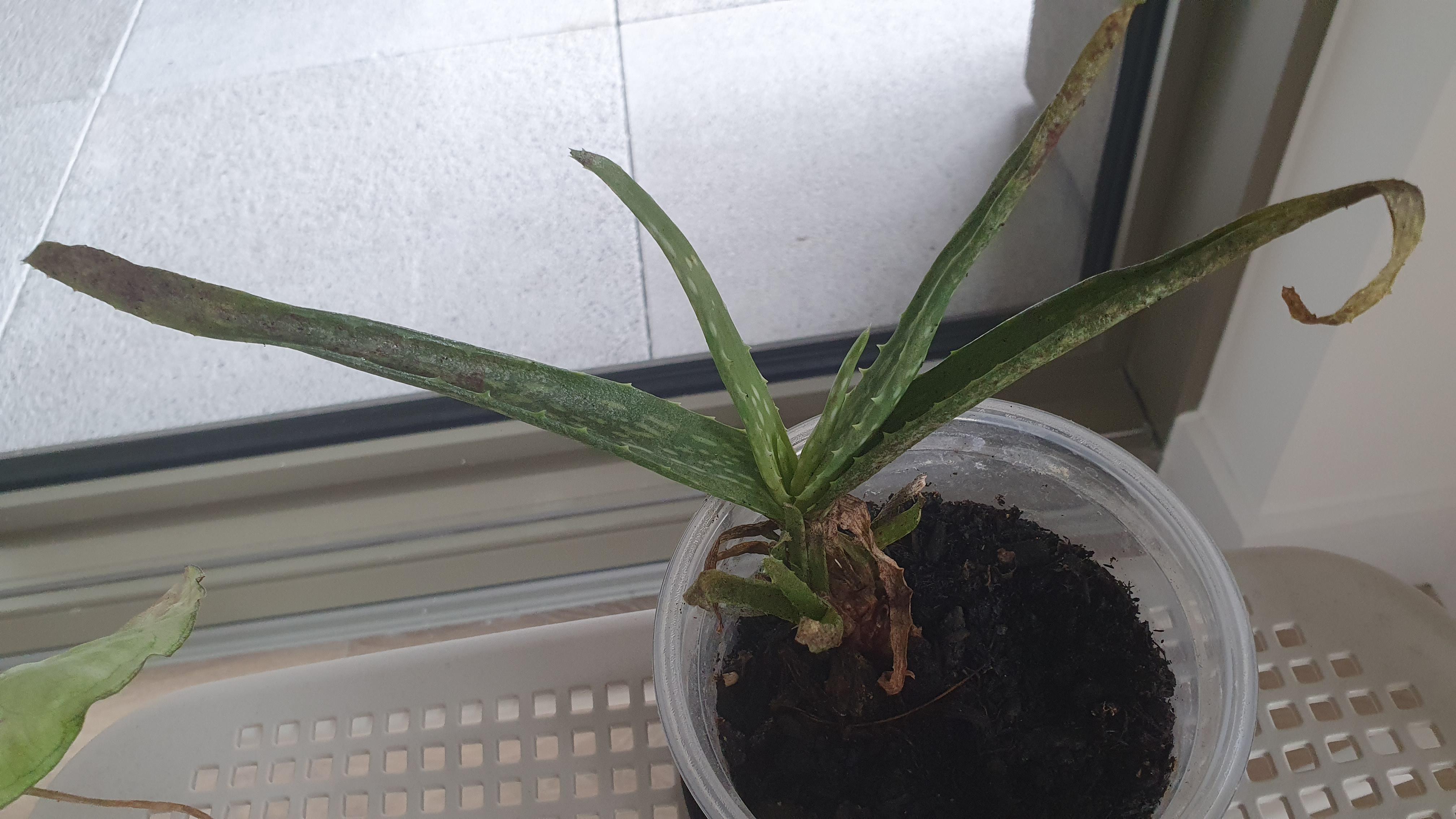 How to revive this aloe plant? r/plantclinic