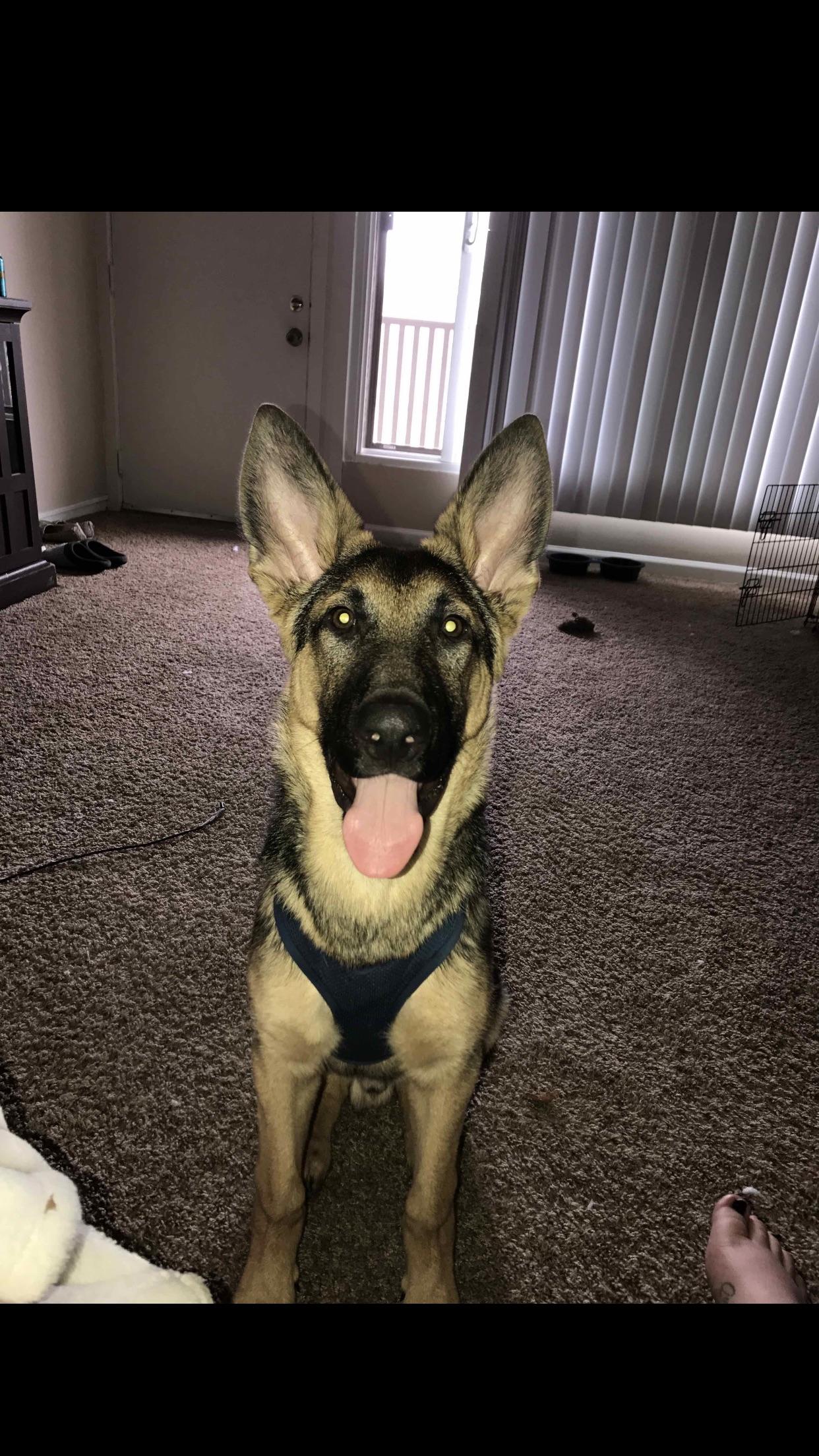 He is one good looking dog aww