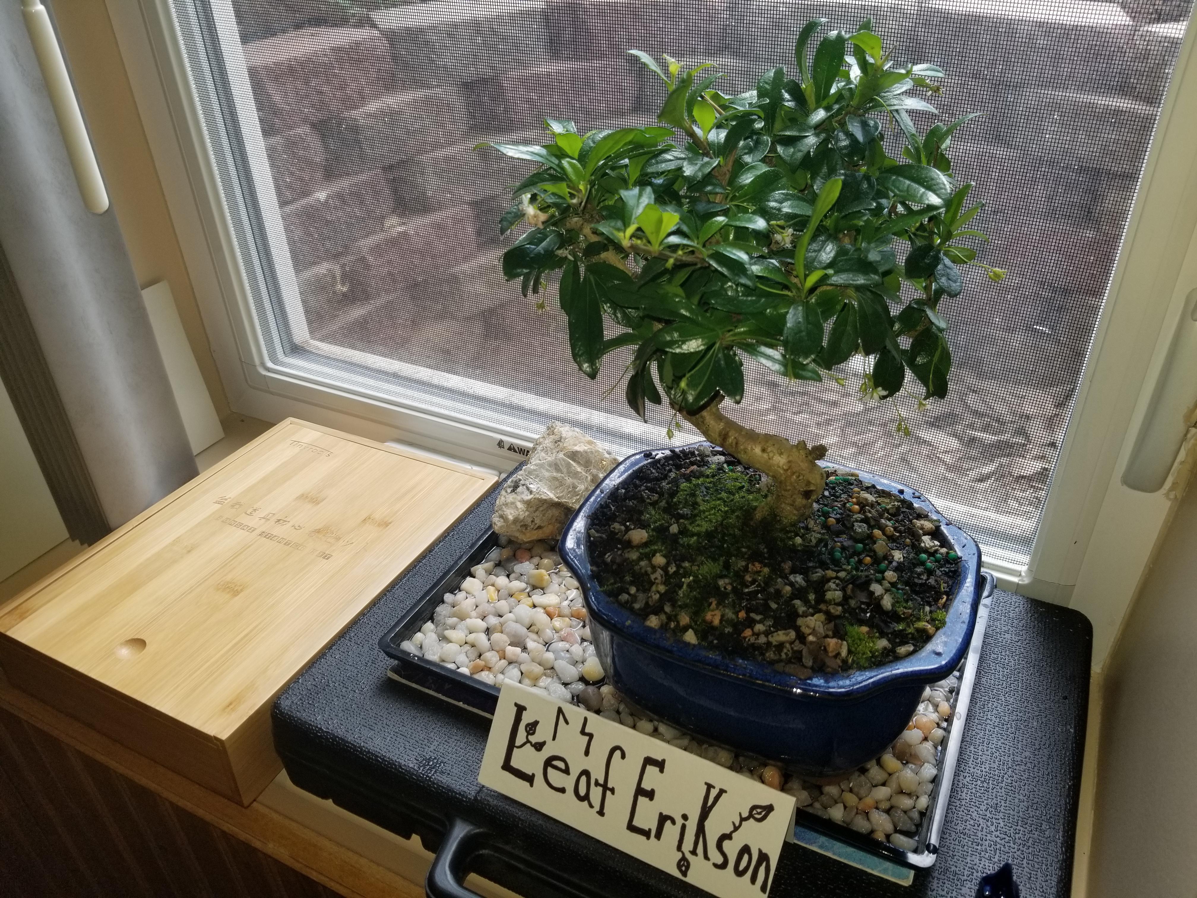 My new Fukien Tea Bonsai r/Bonsai