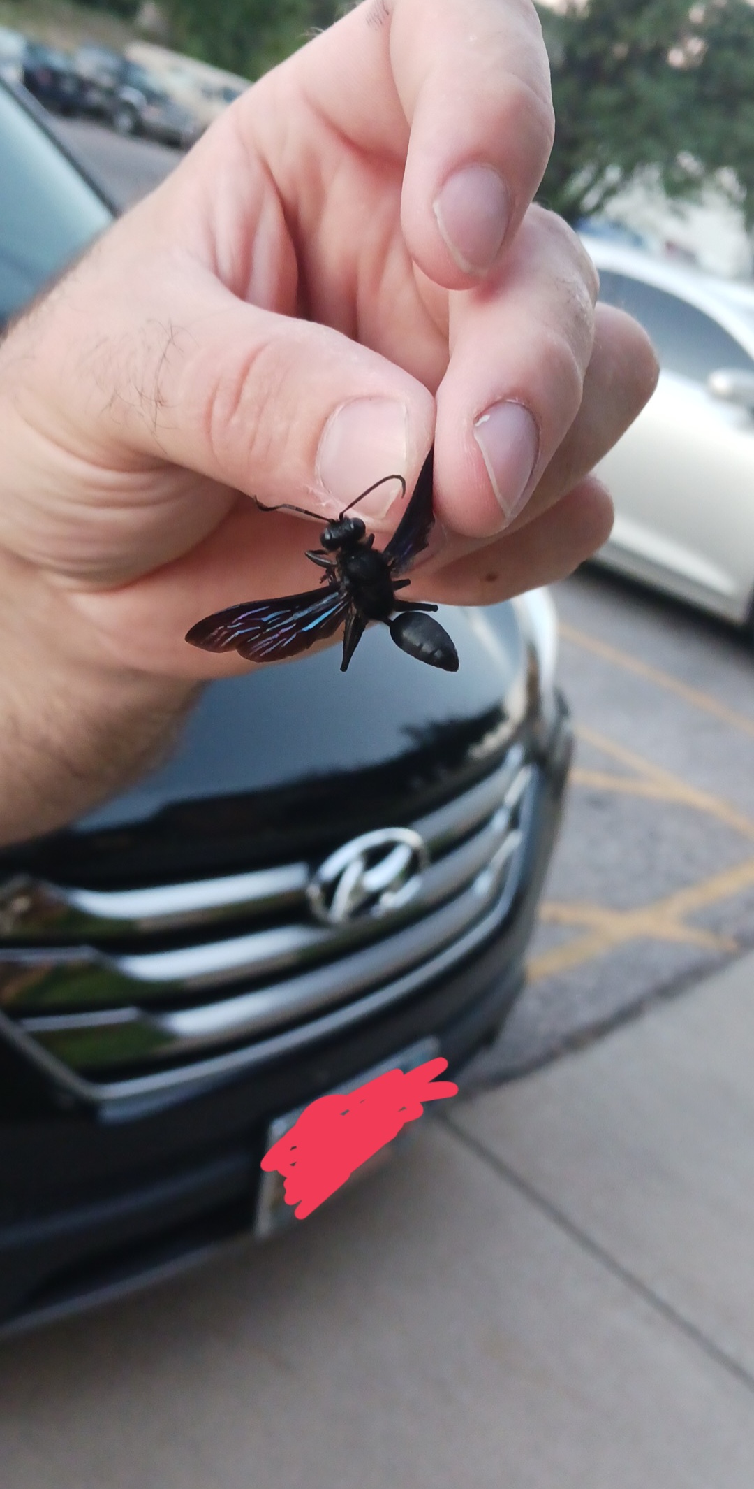 Flying insect, looks like a wasp, but completely black. About 1.5