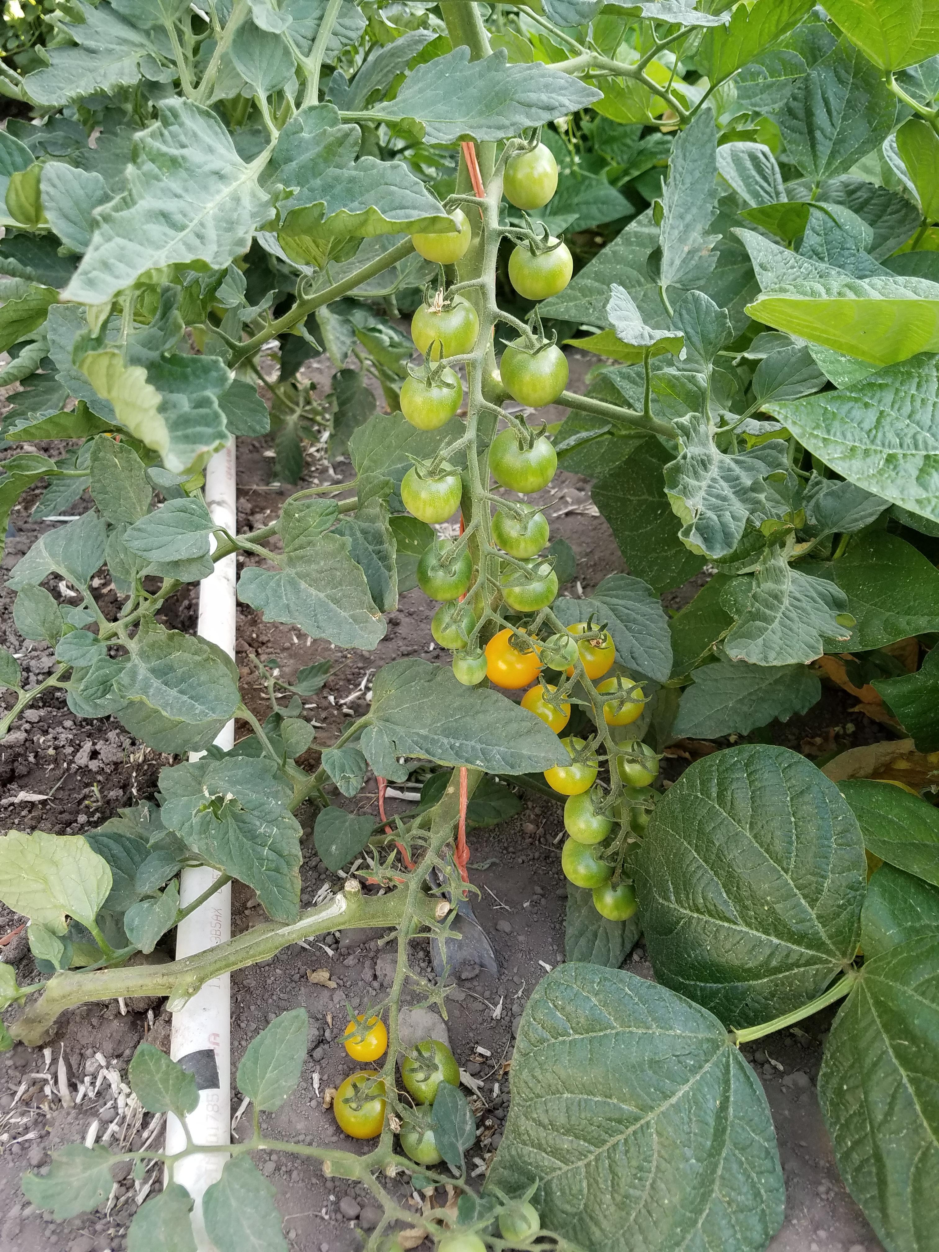 Sun sugar cherry tomatoes! r/gardening