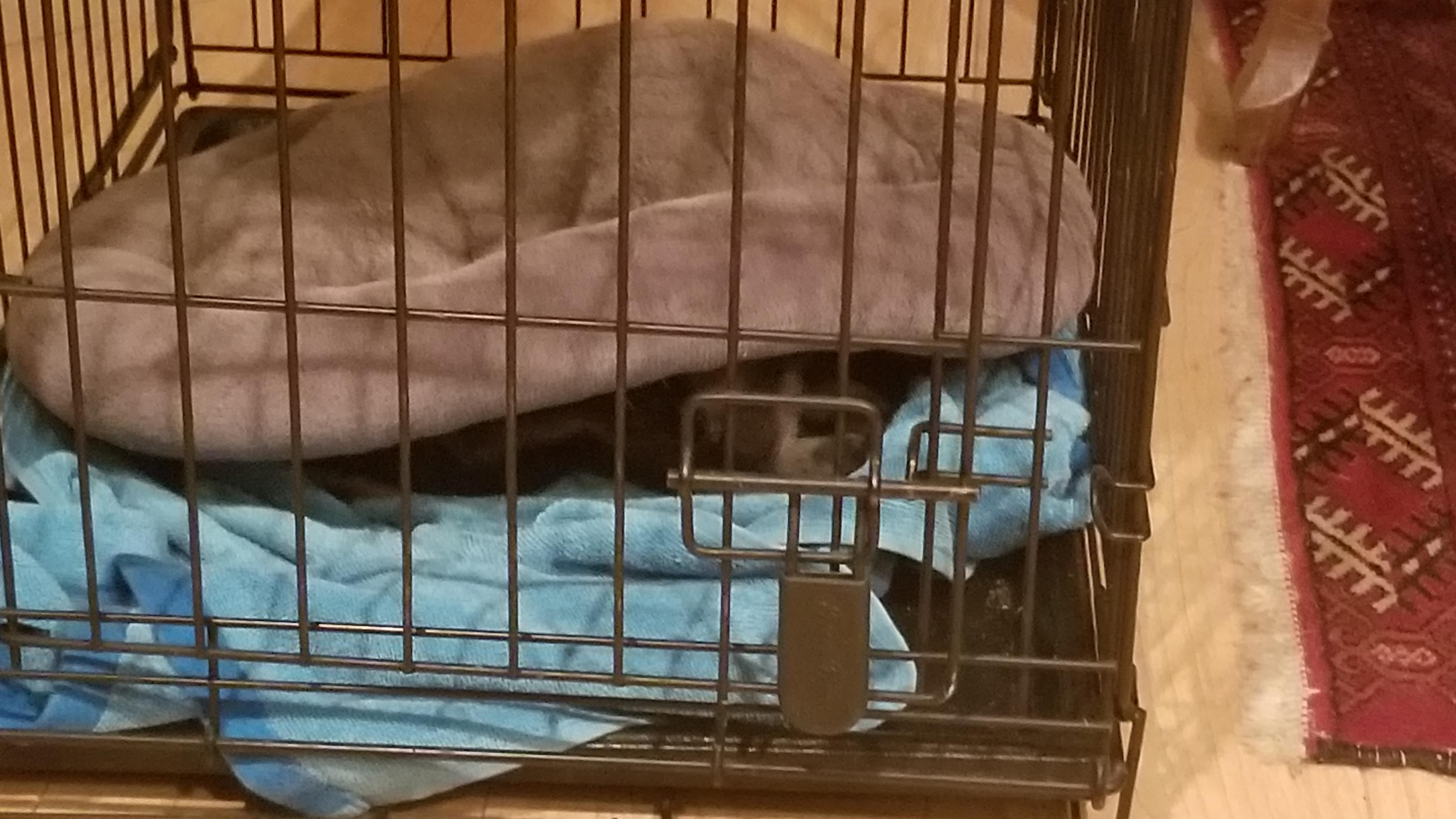 My dog sleeps under his bed now r/funny