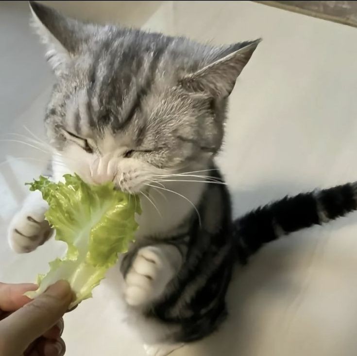 whats your cat's favorite food? r/cat