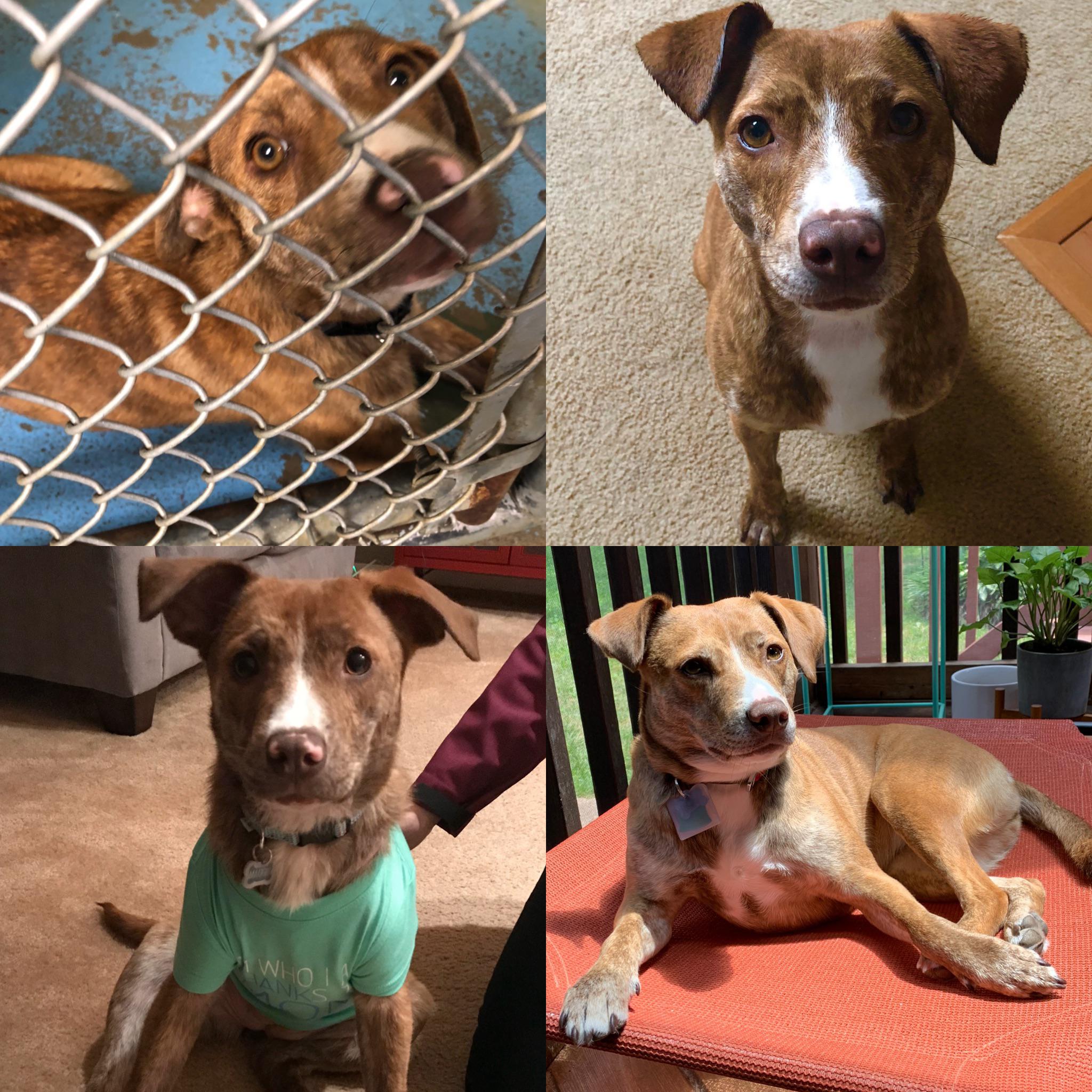 When we adopted Maggie she had worms, kennel cough, and mange. We had