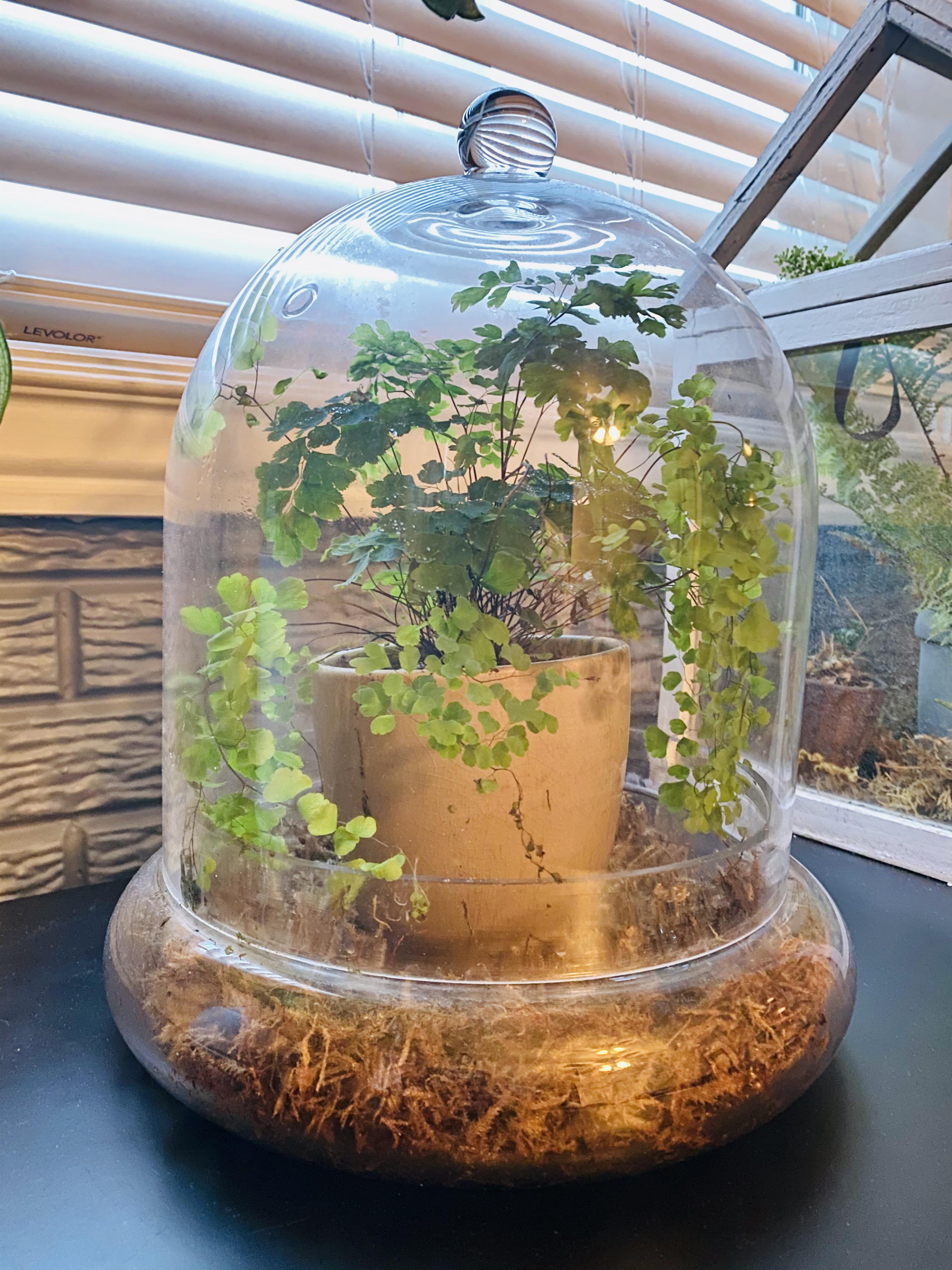 The only way I can keep one alive. In a glass cloche...but it’s getting