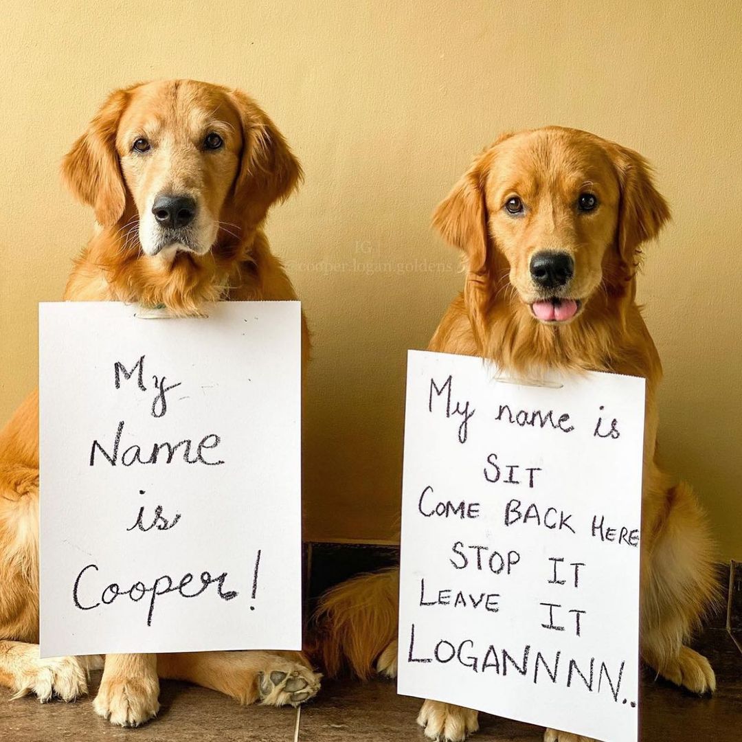 What’s your dog's name? r/aww