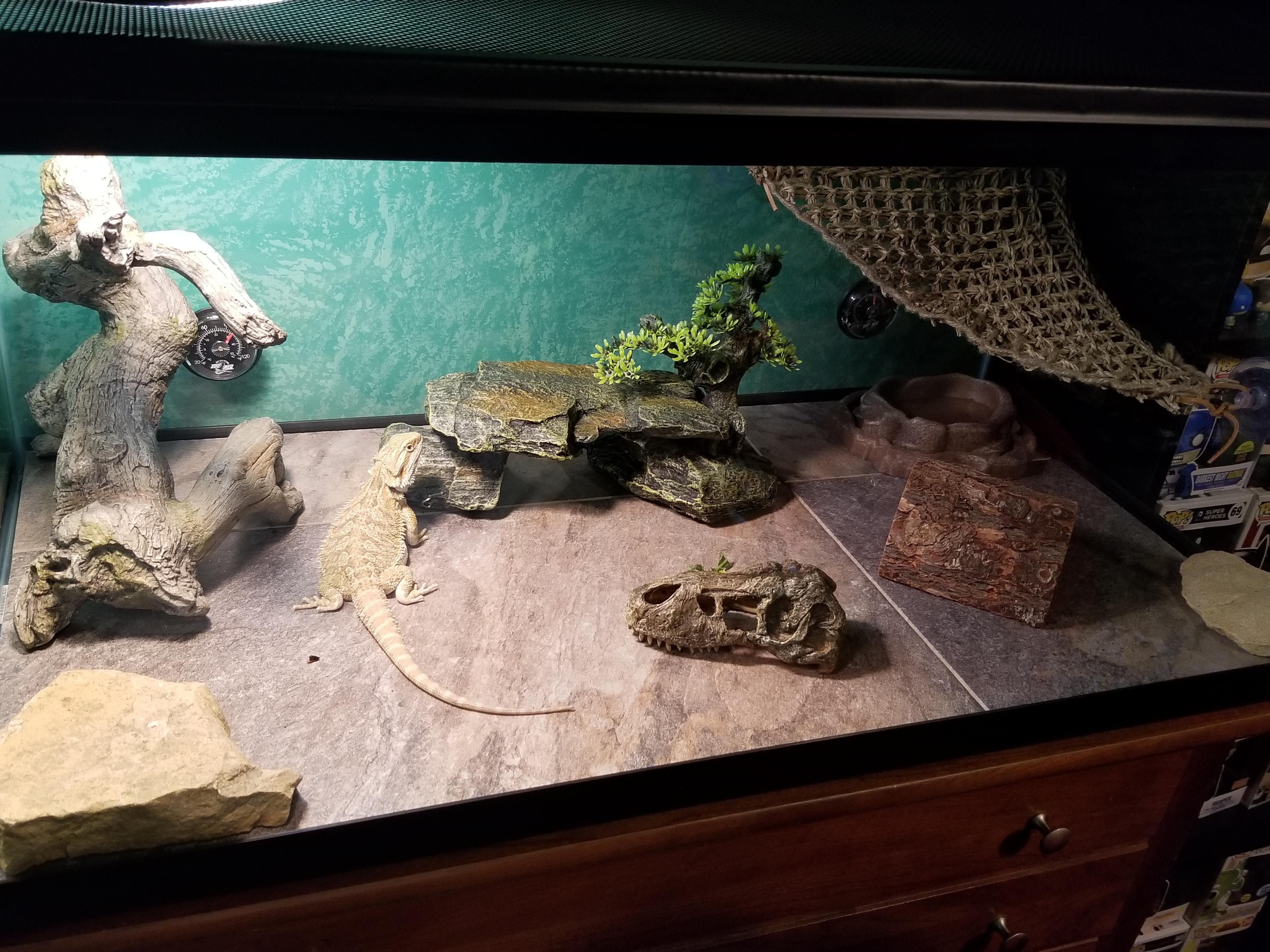 Bearded dragon terrarium decorating ideas