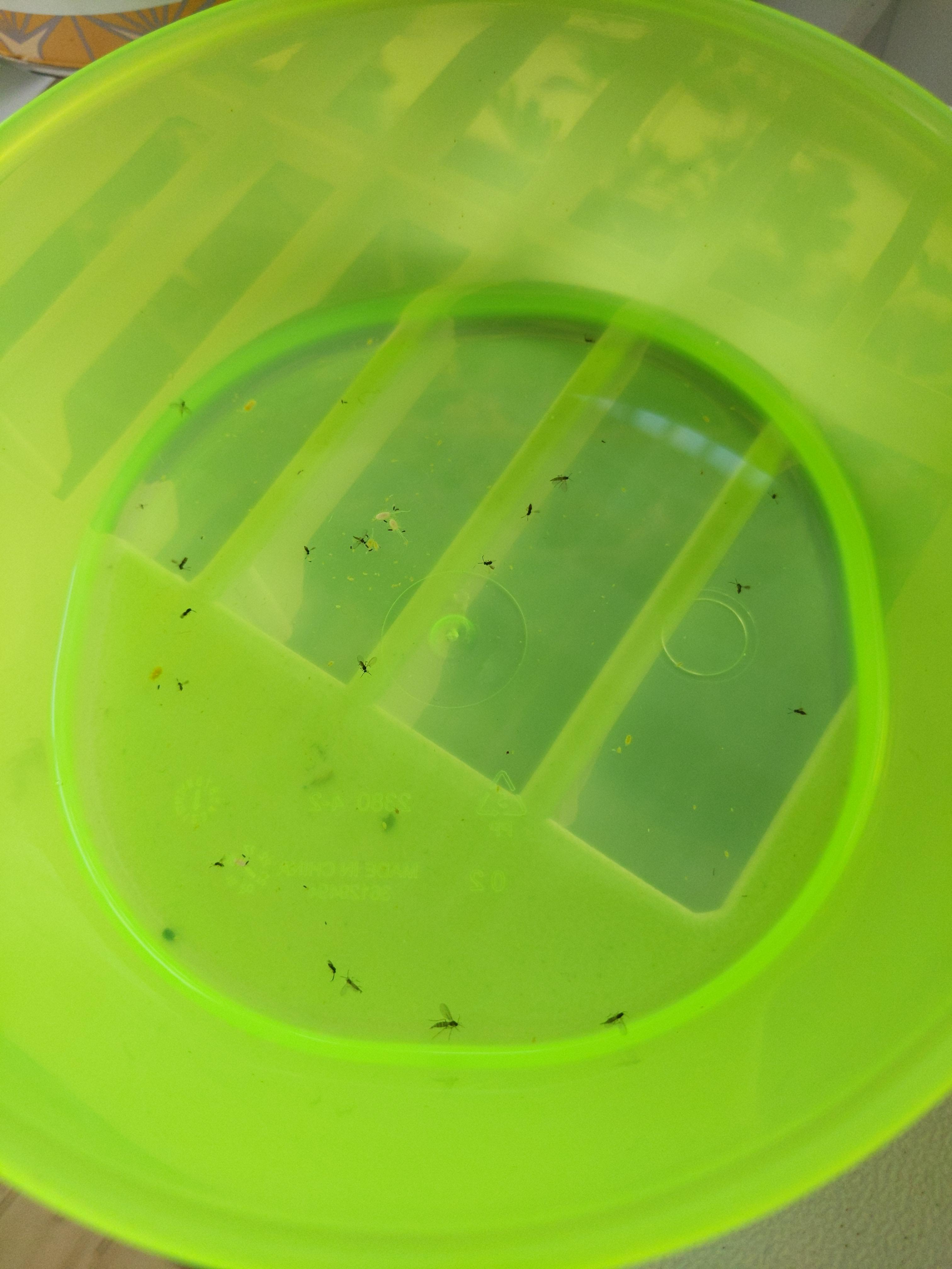 White vinegar & dish soap & sugar turned out to be an effective gnat