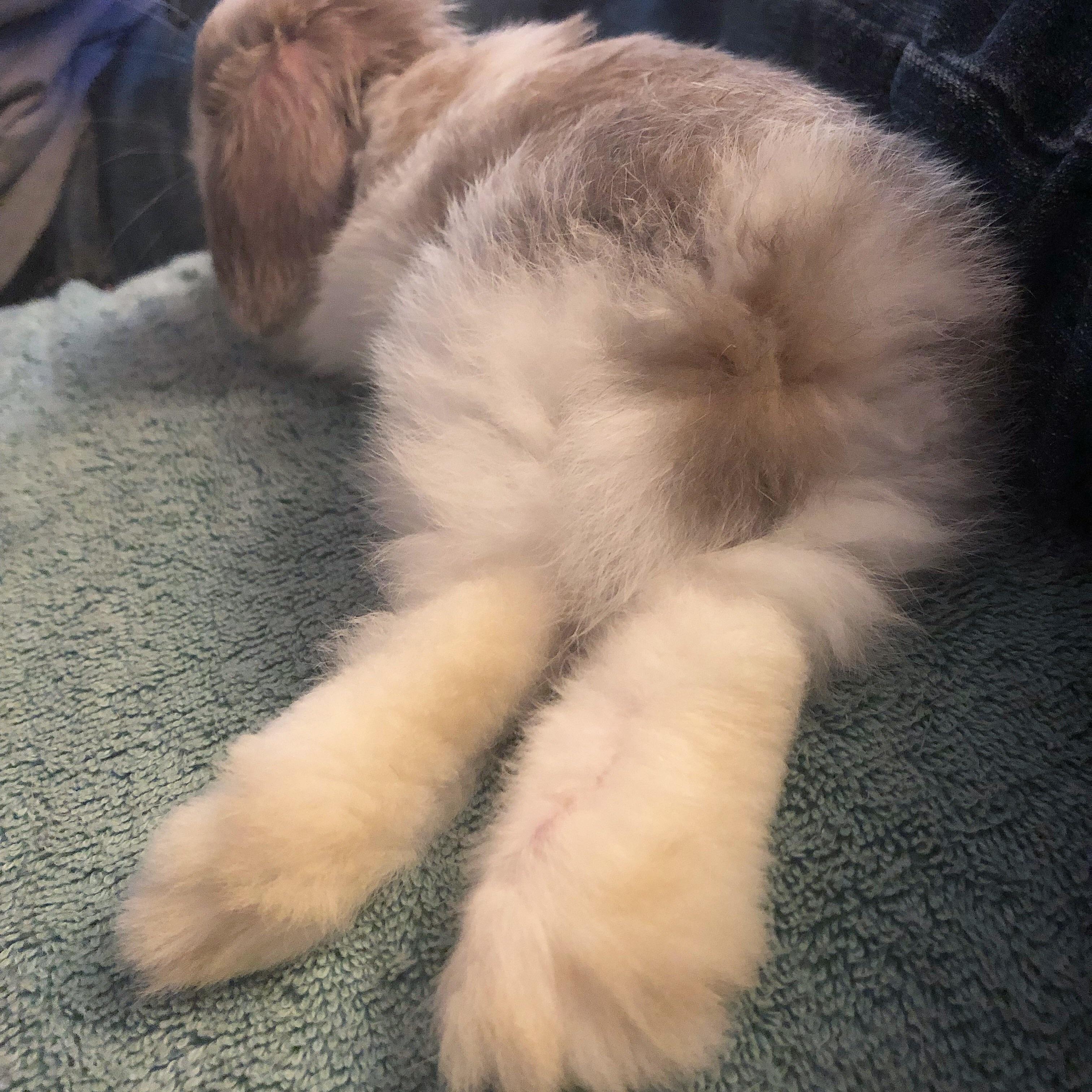 Apple Bottom Jeans Boots With The Fur / What Do You Think