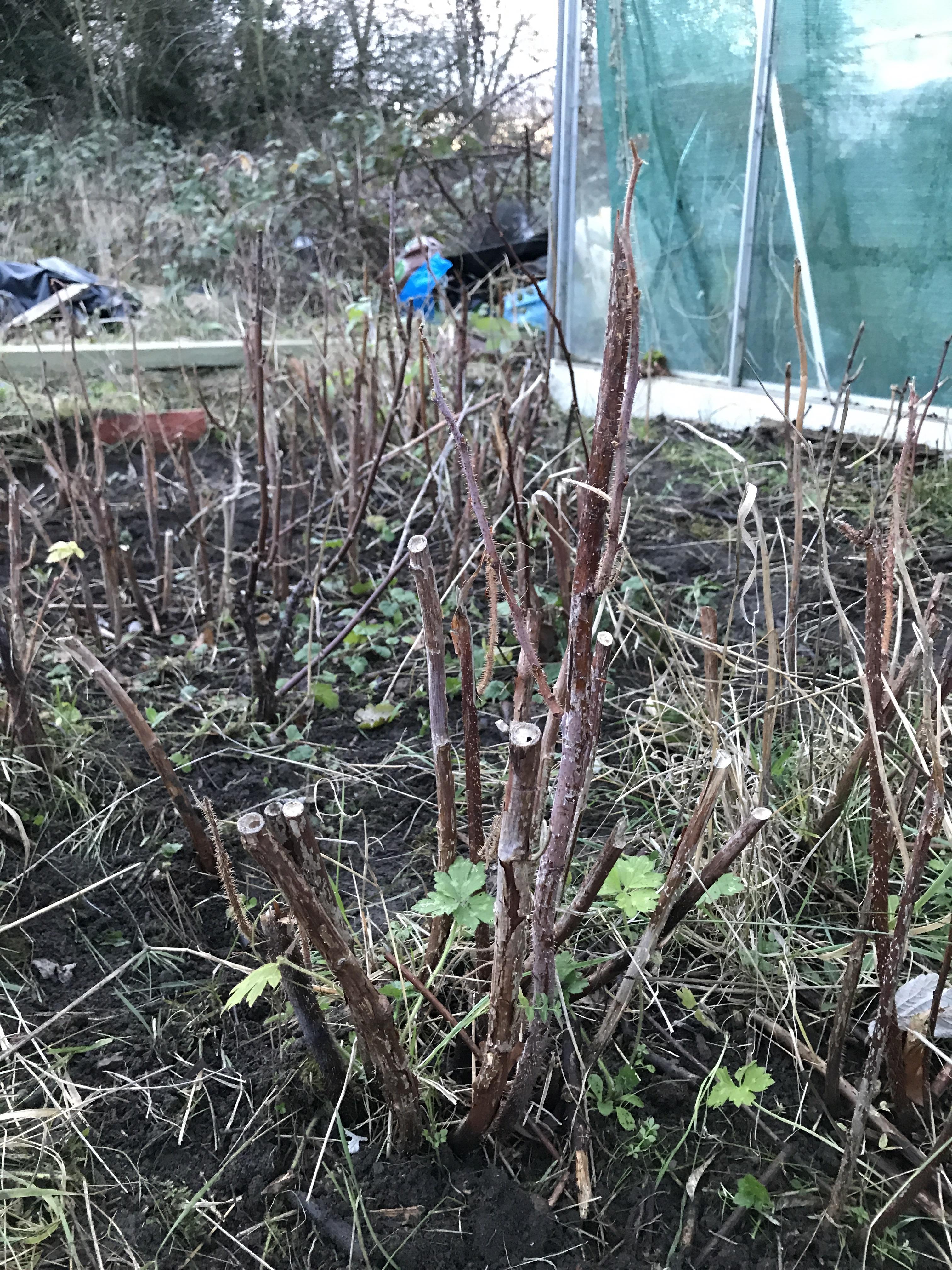 Are these raspberry plants worth saving? r/Allotment