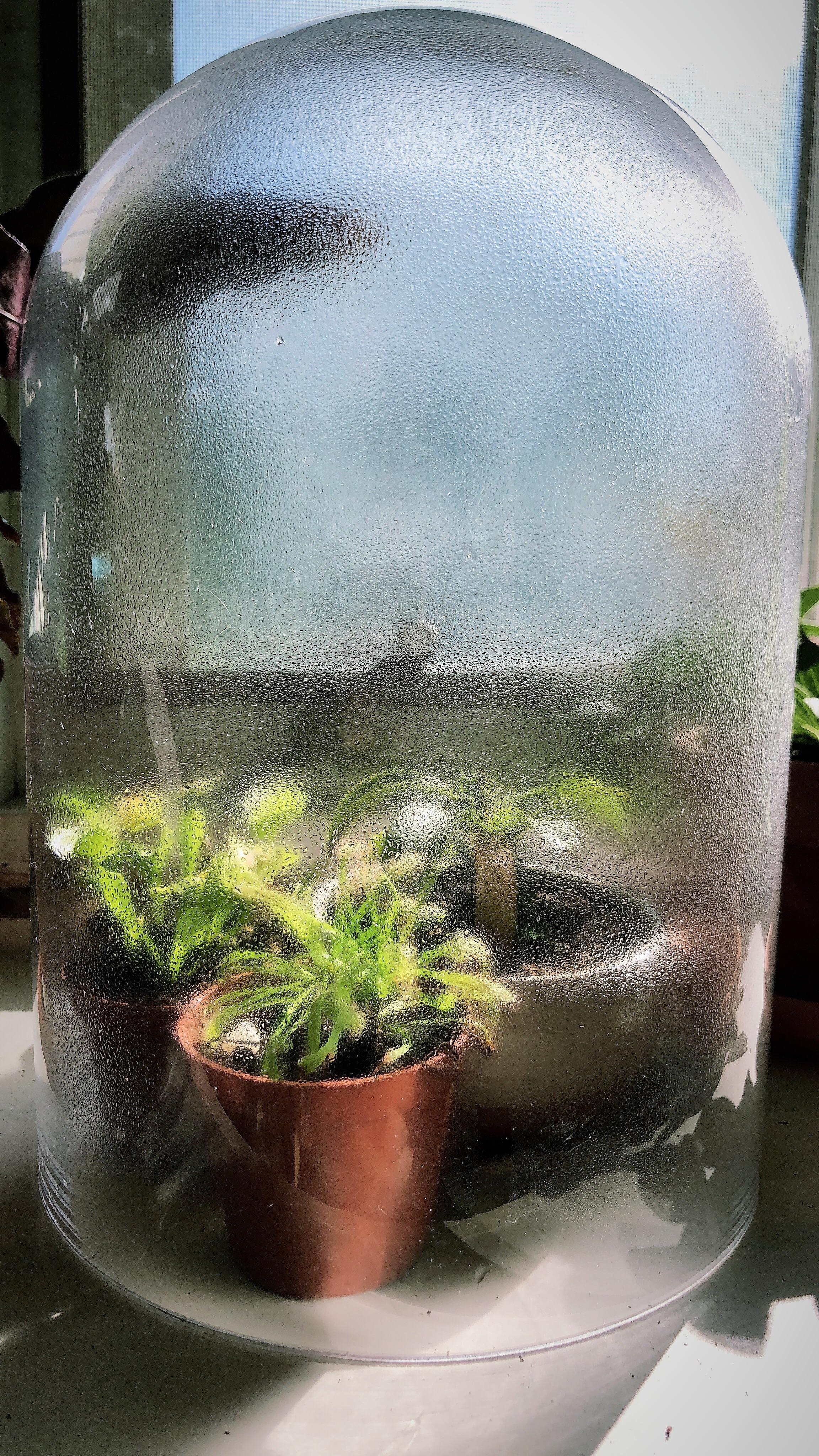Giving the carnivorous plants a dome for humidity was the best thing I