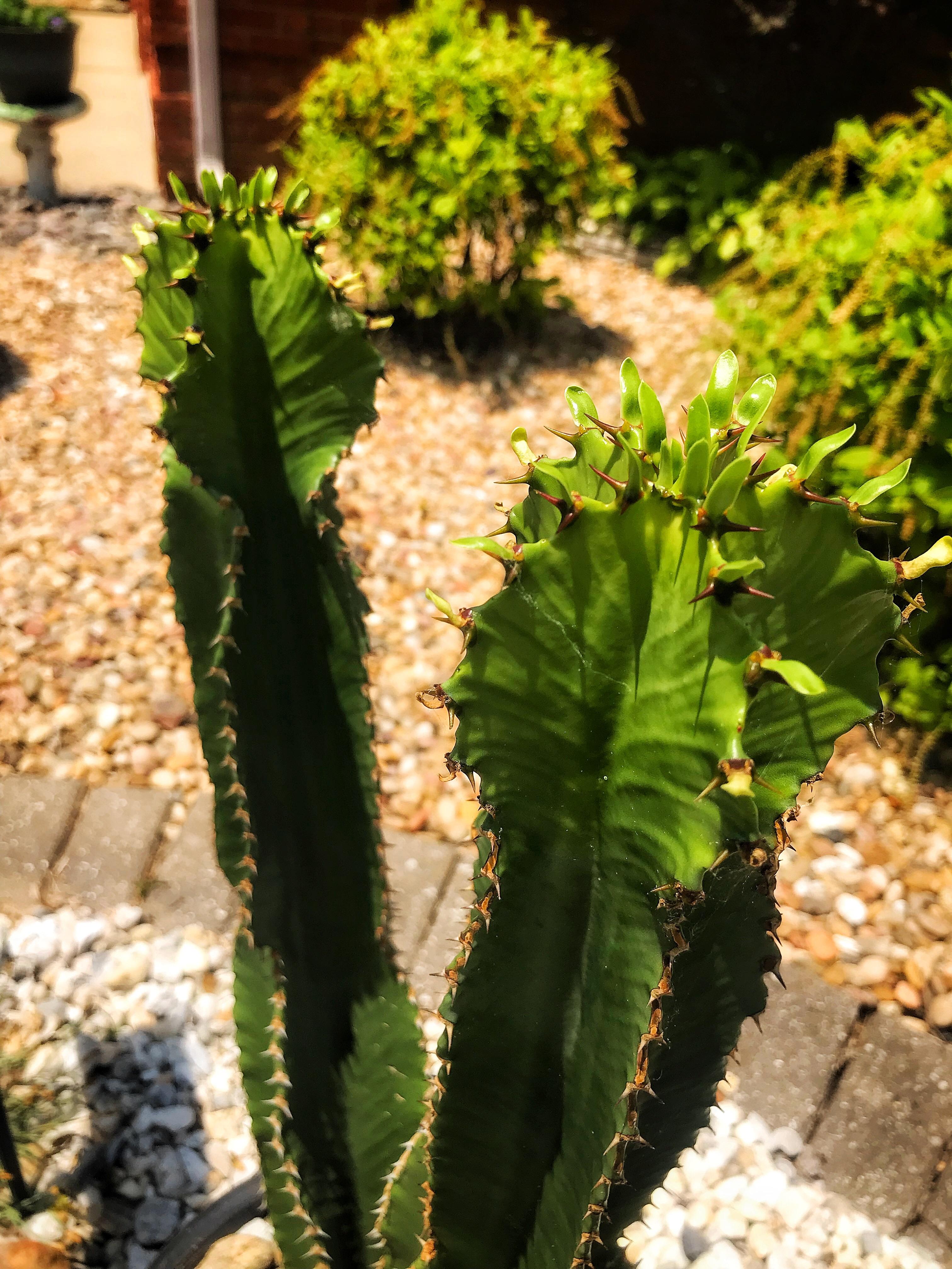 Chocolate Drop r/Euphorbiaceae