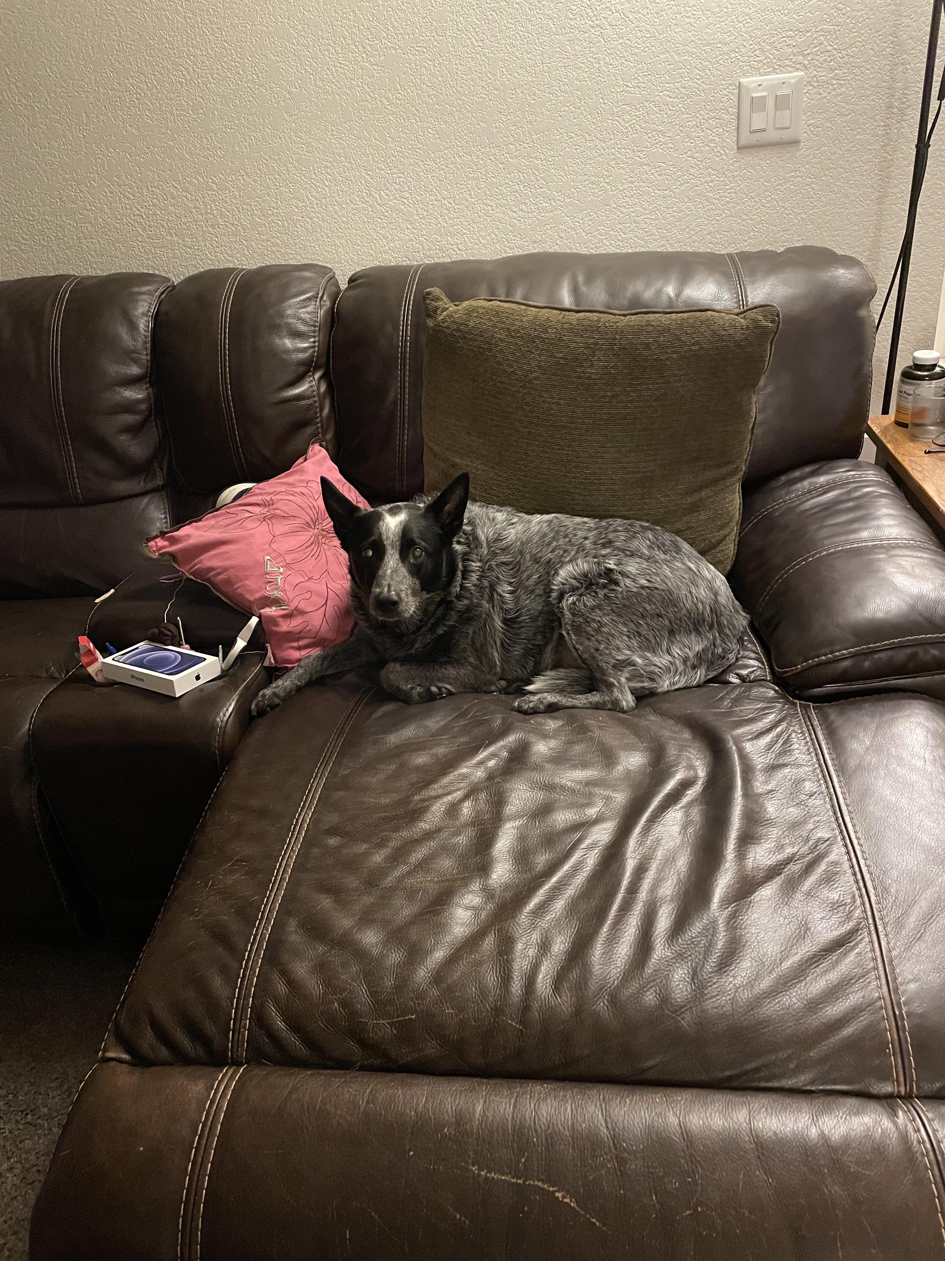 Lucky thinks this is his own personal dog bed. He steals my spot every