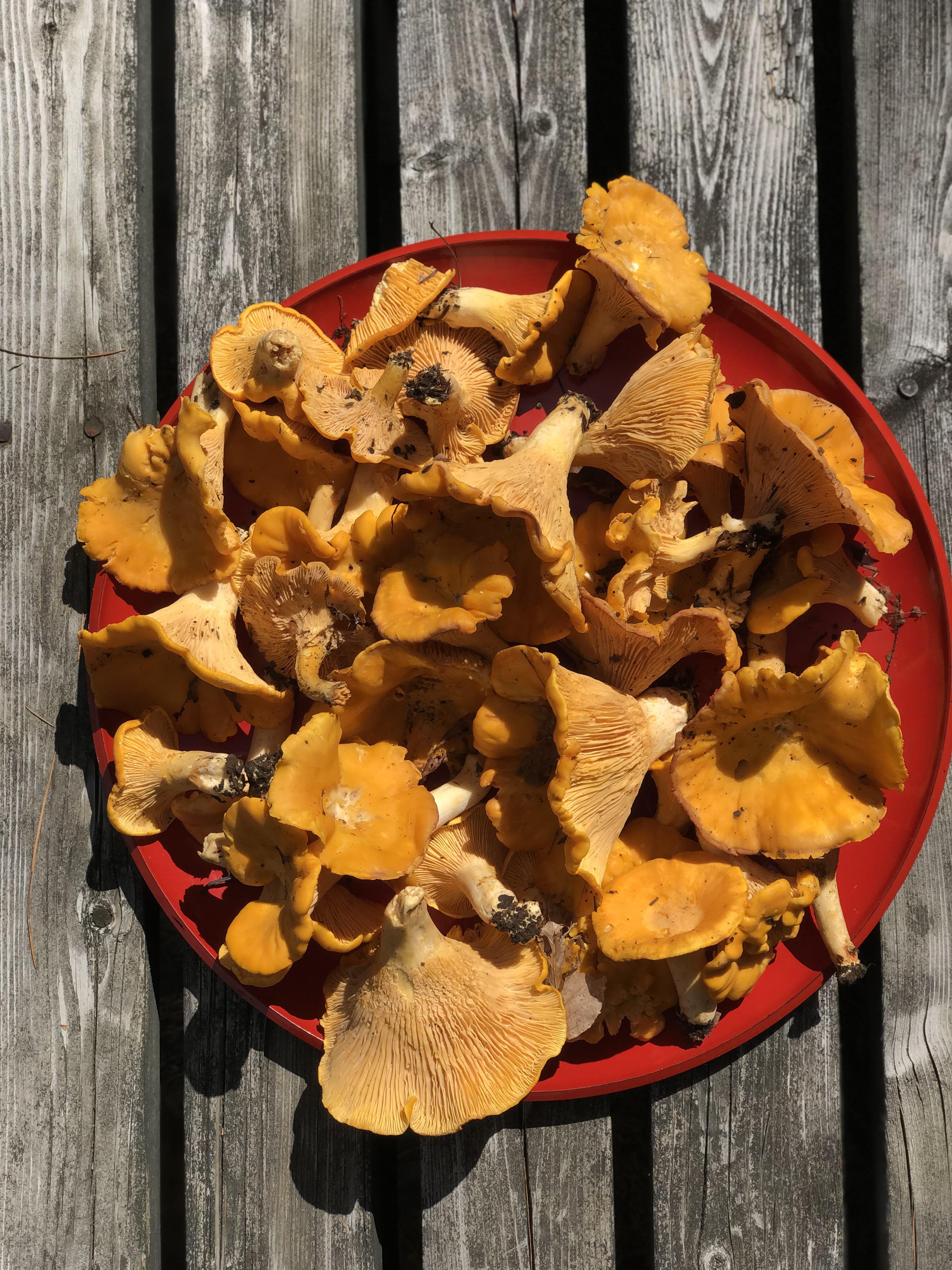 Chanterelles from Huntsville, Ontario Canada r/foraging