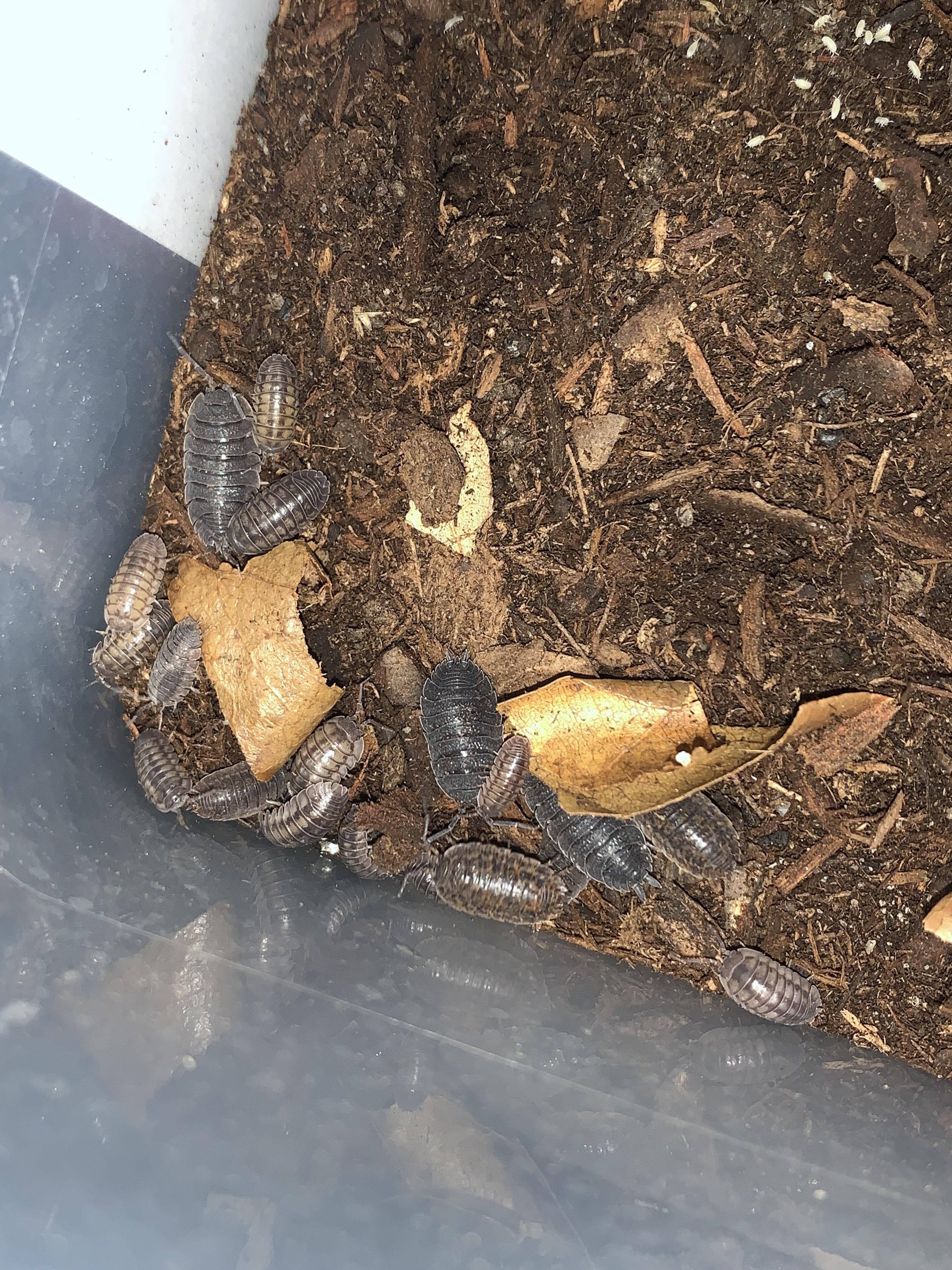 Native Isopods need help identifying r/isopods