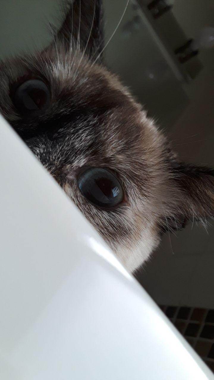 For the love of Tortie Cats and Kittens