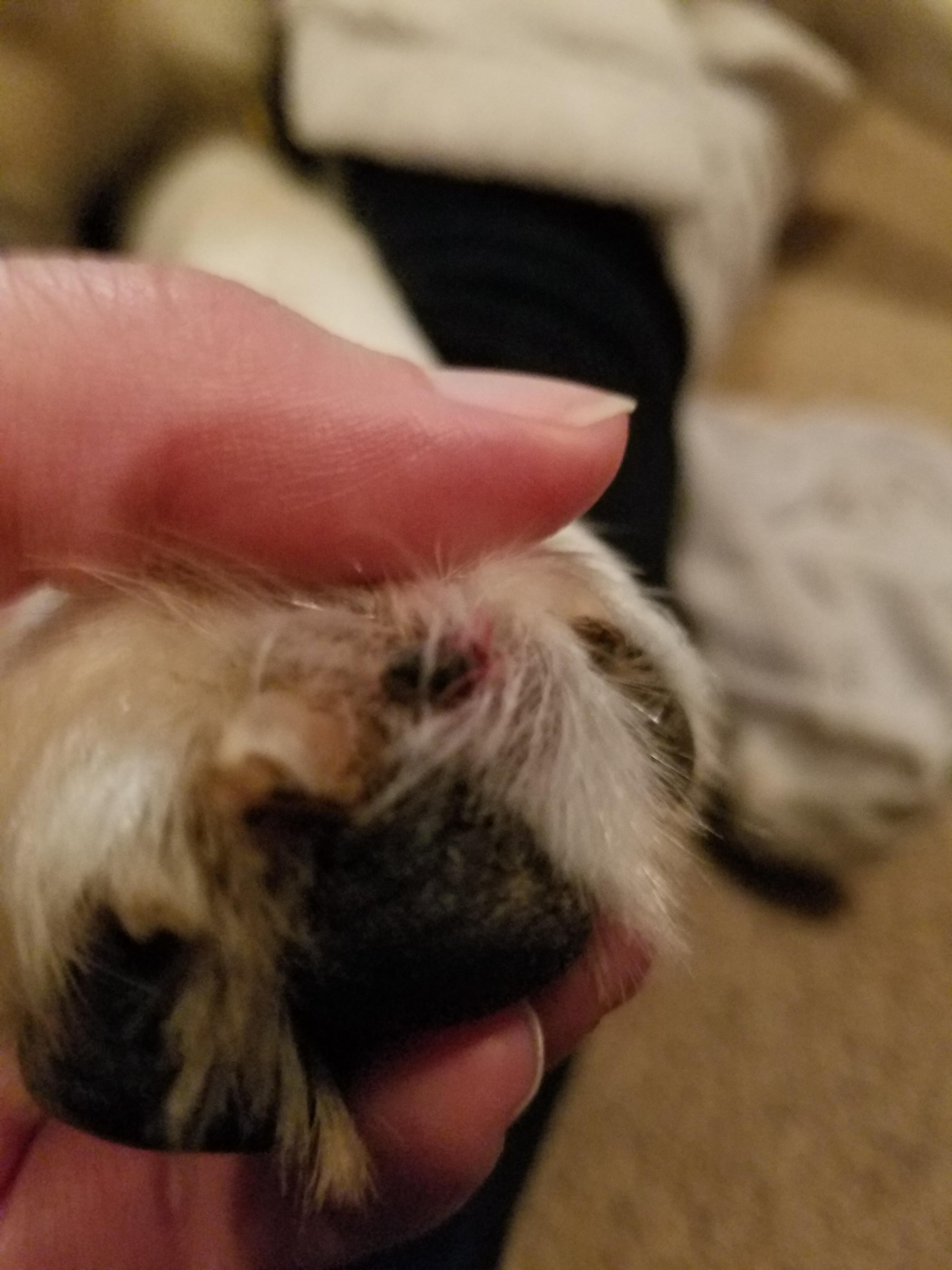 Dog Strange Paw Injury(?) r/veterinarian