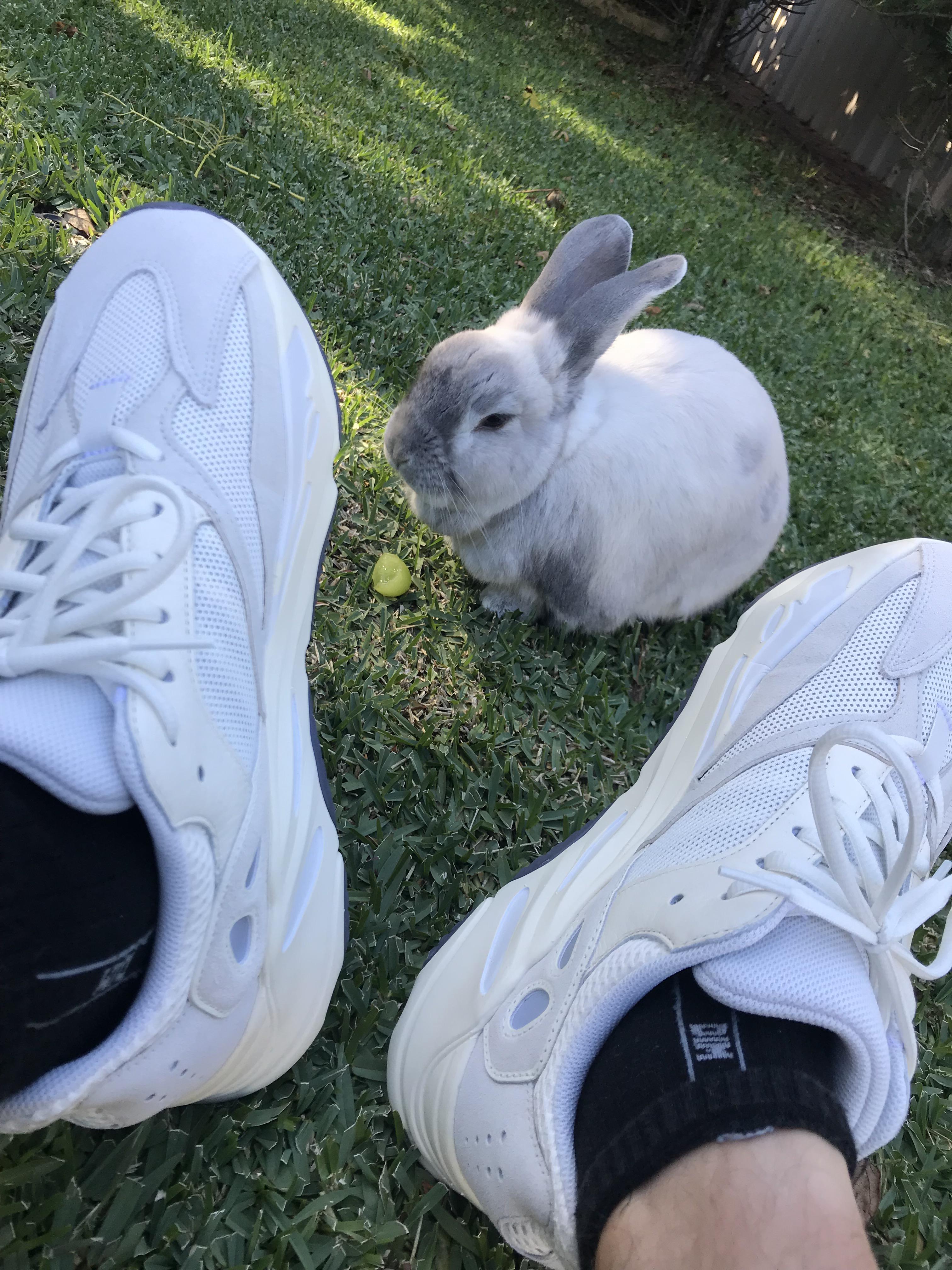 Shoes and rabbits are my two favourite things. Alfs favourite is a nice
