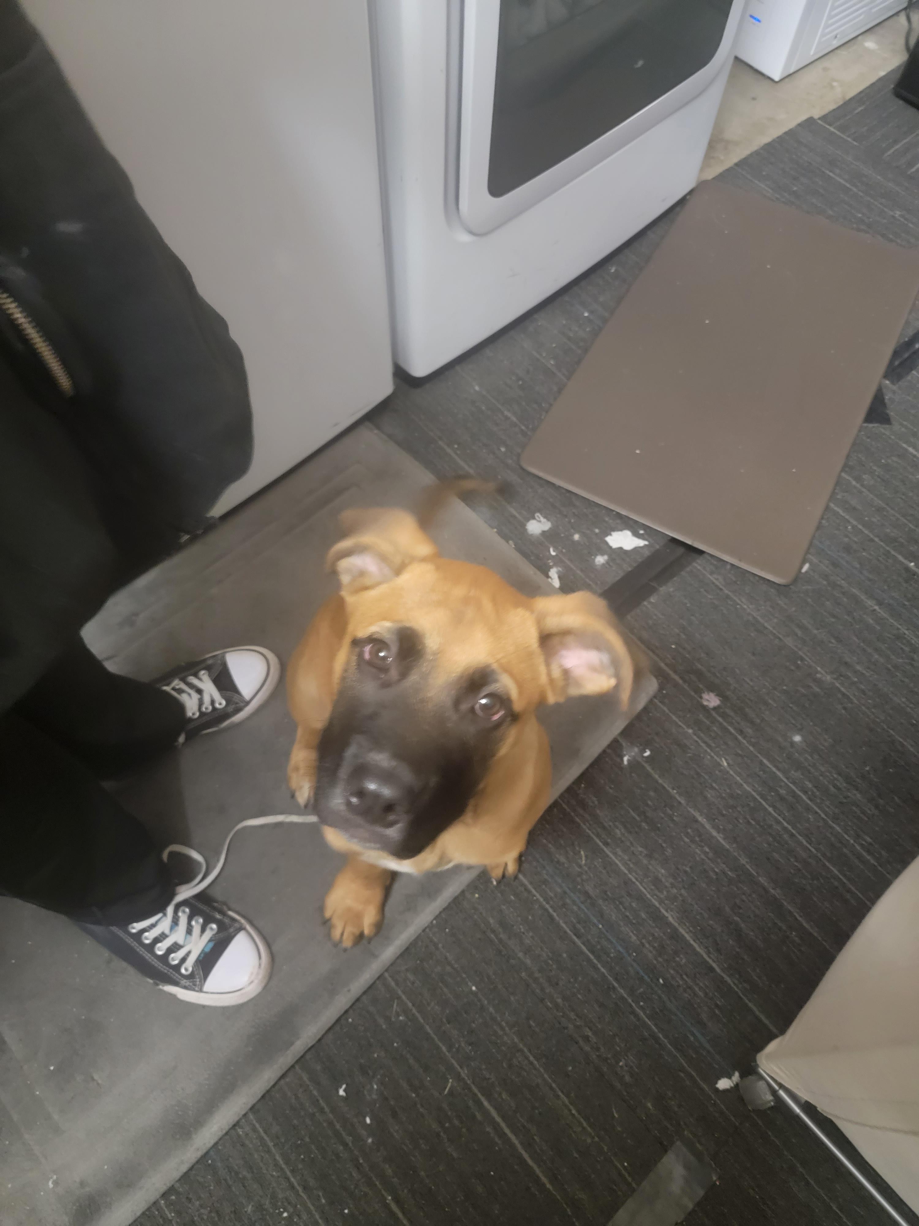 Are Dogs Allowed In Valley Fair Mall