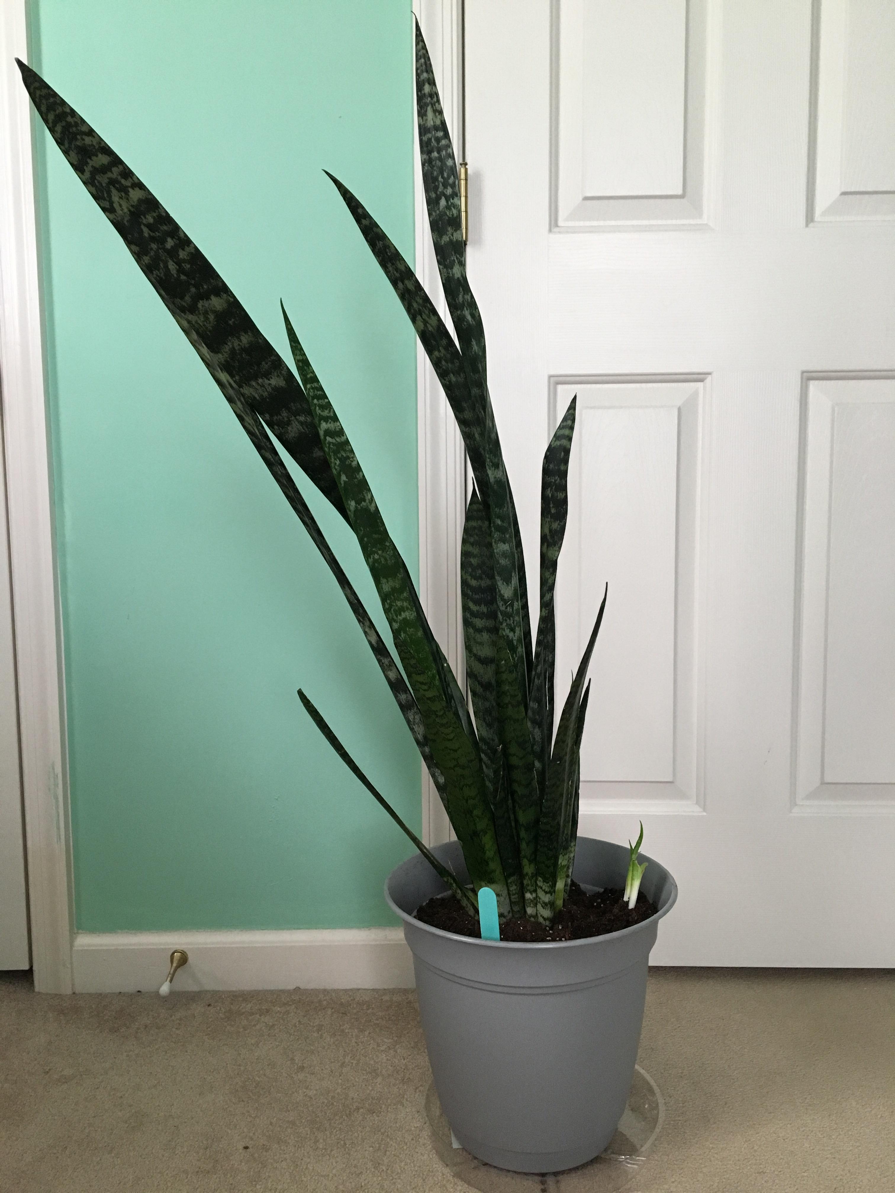 Should I be concerned with how much my snake plant is leaning? r