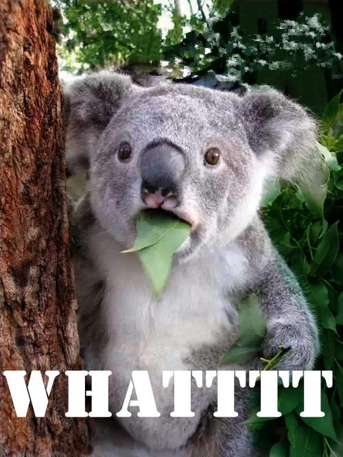 When a koala is told eucalyptus is POISONOUS. r/FML
