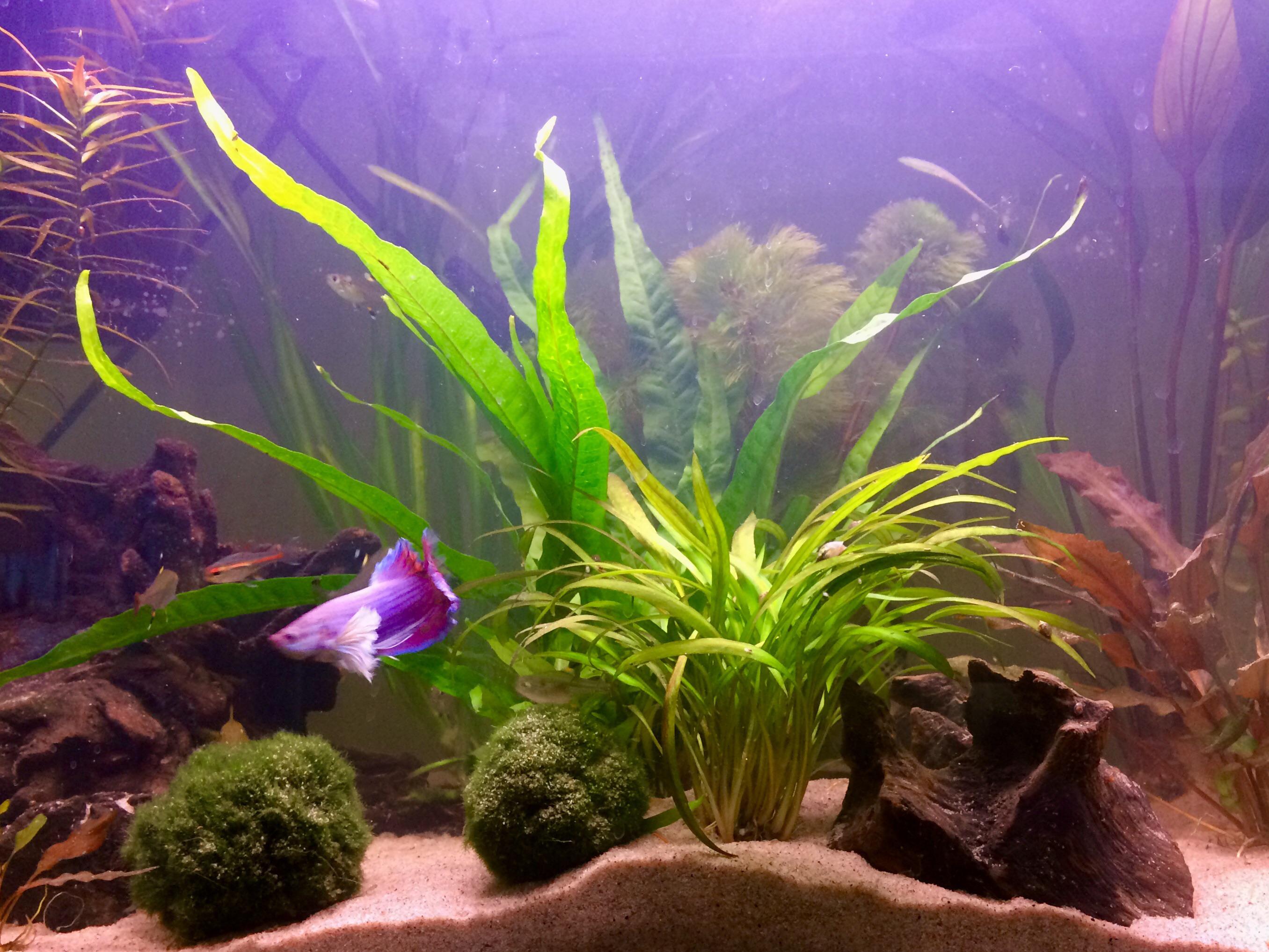 Rescaped my 20 gal. Oh the dust!! r/Aquariums