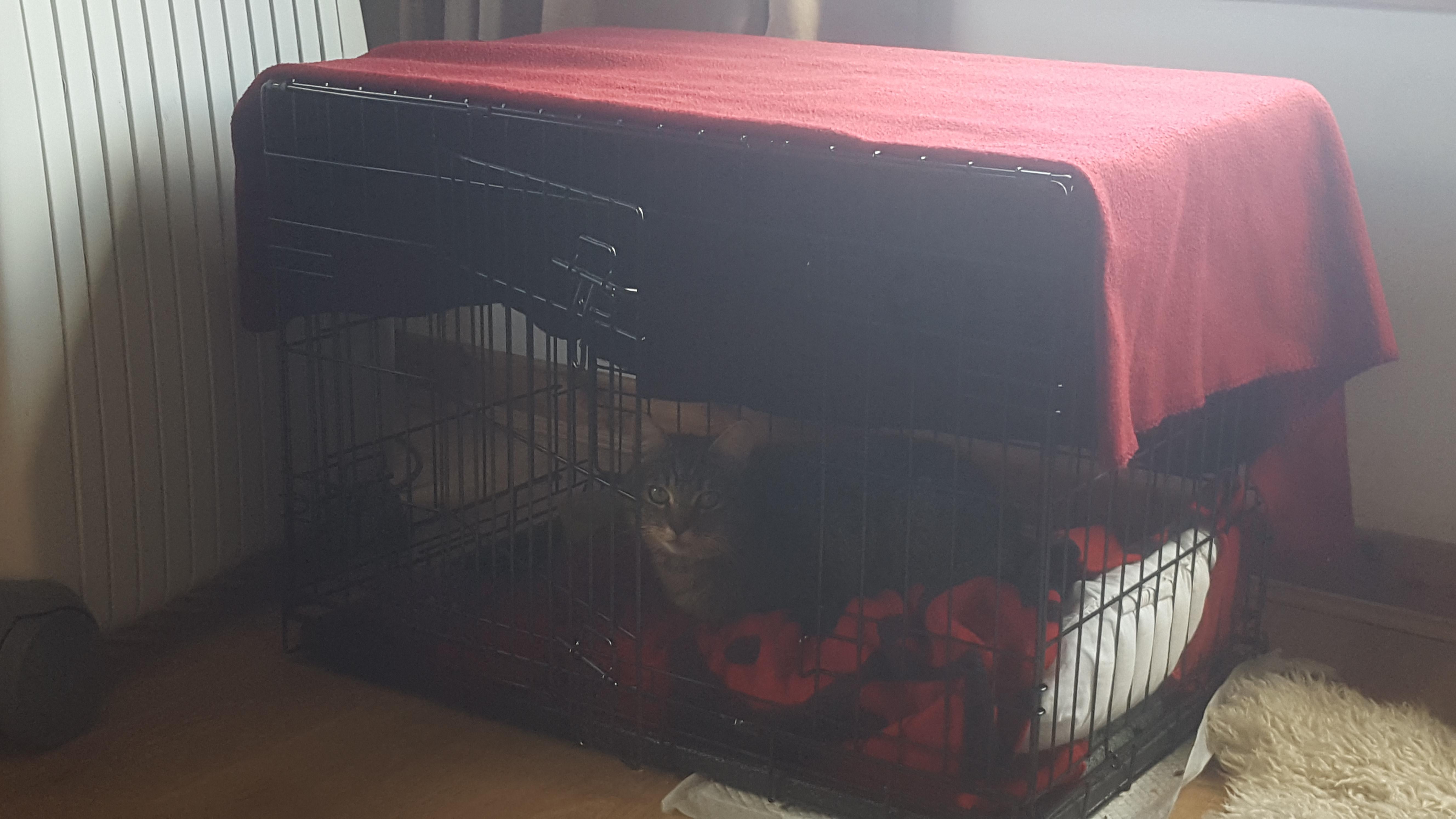 Cage rest done right... comfy pillow added today r/cats