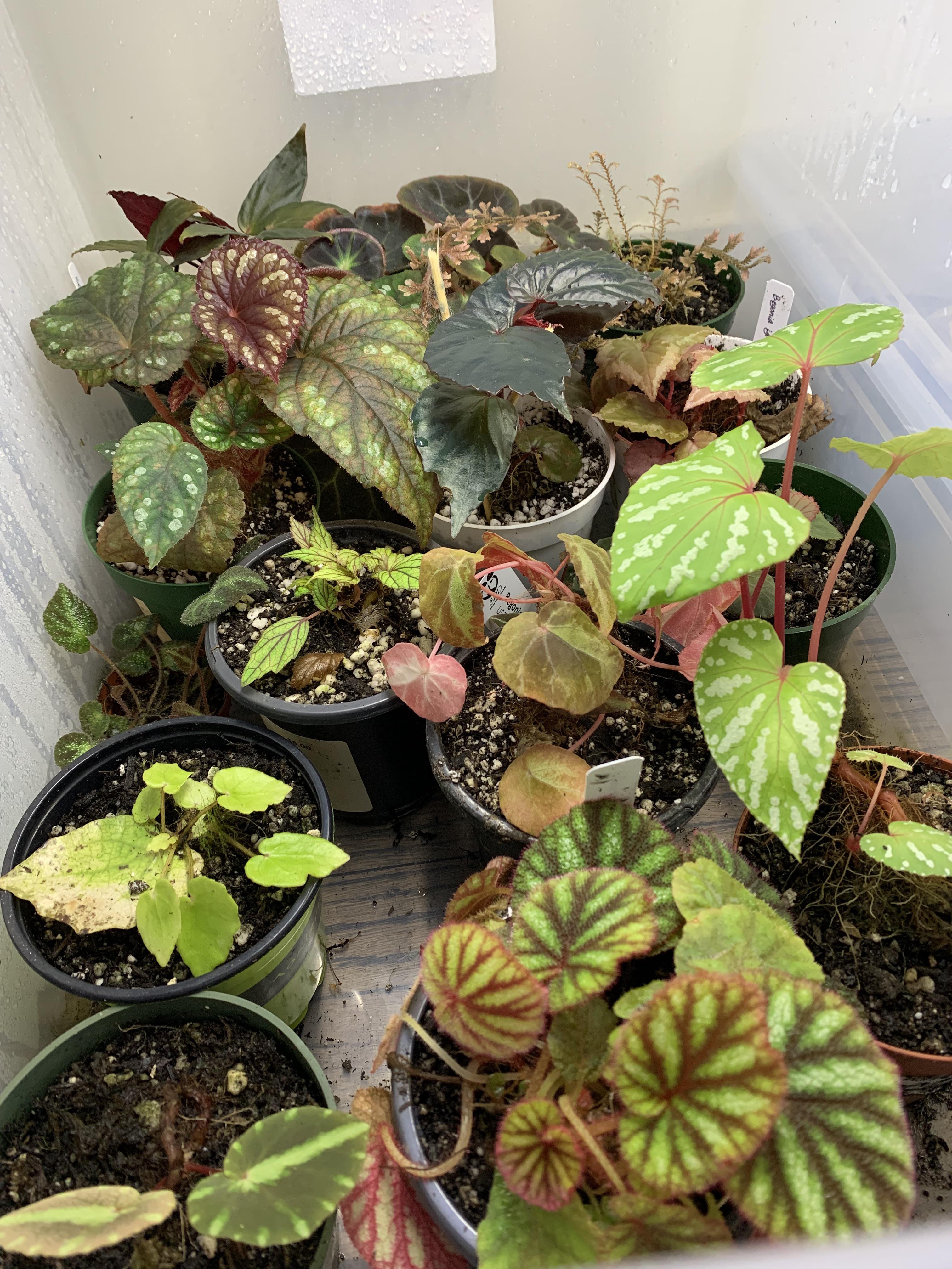 Group photo One of my Begonia bins (High humidity tub for tropical