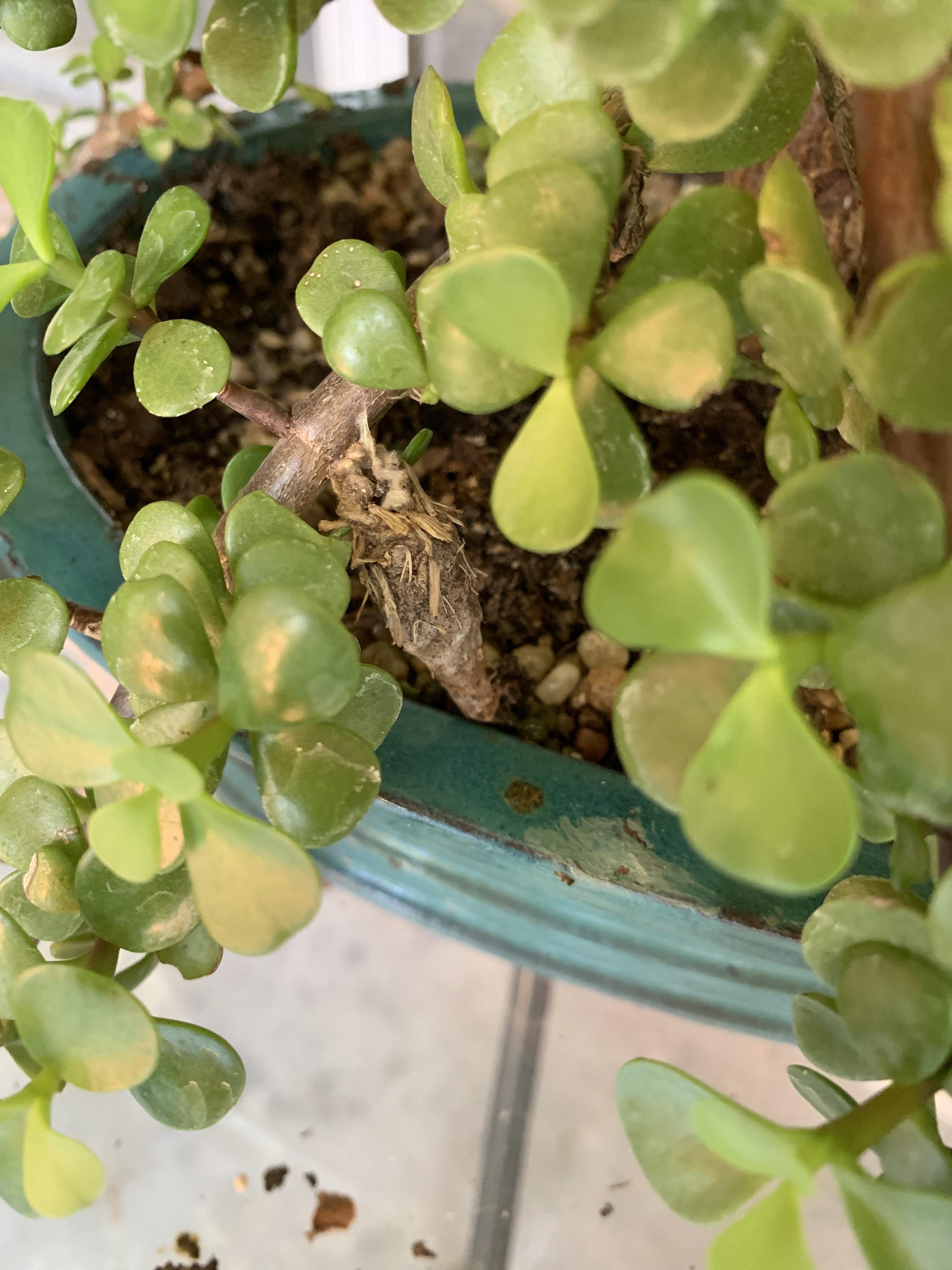 cocoon found on my bonsai tree (Dallas, TX) and it moves/sticks what