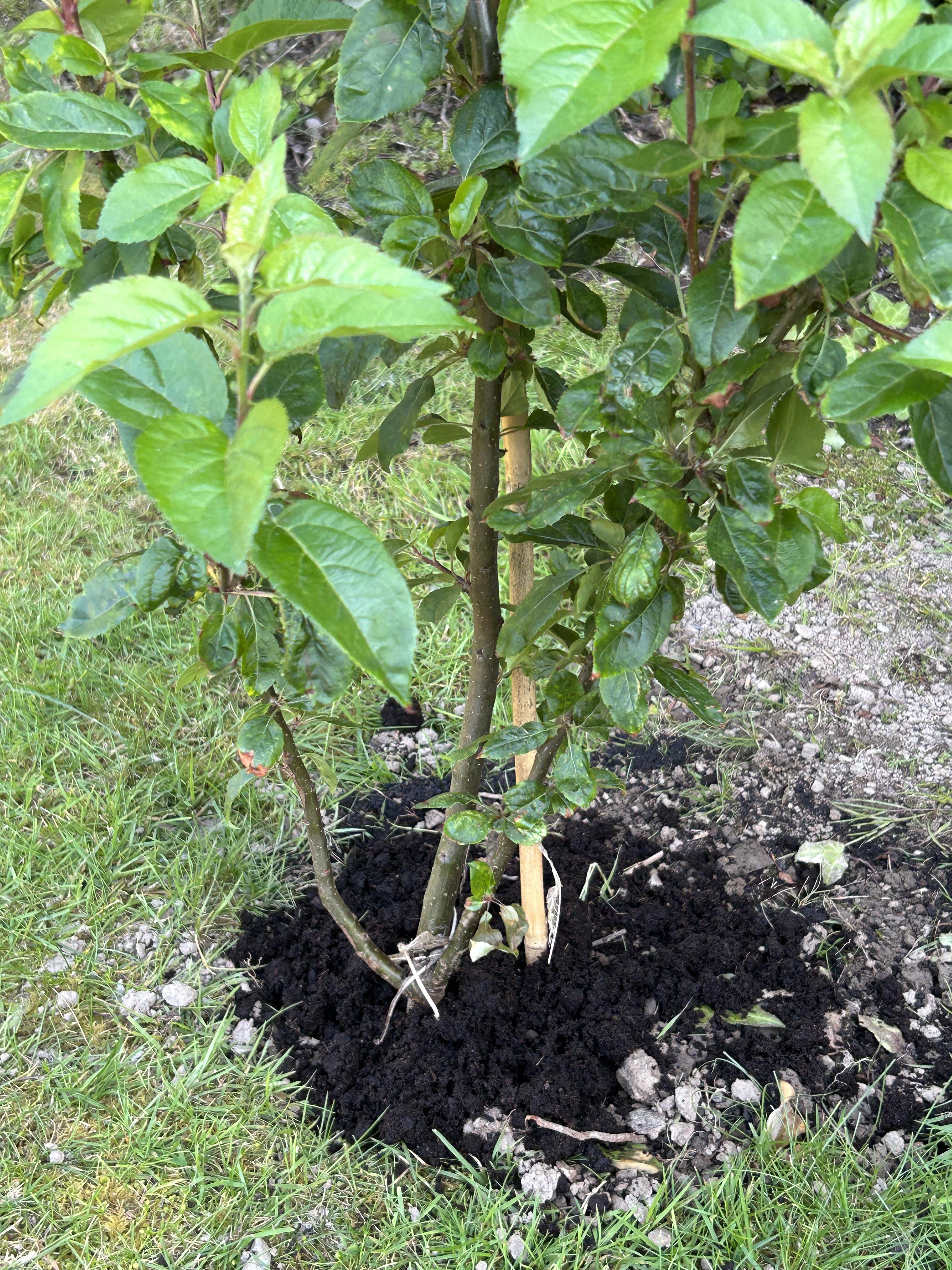 Small apple tree, remove lower branches? r/gardening