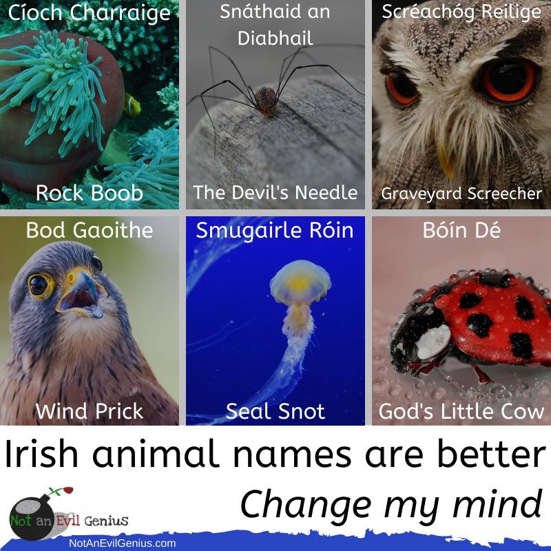 Animal Surnames at Animal