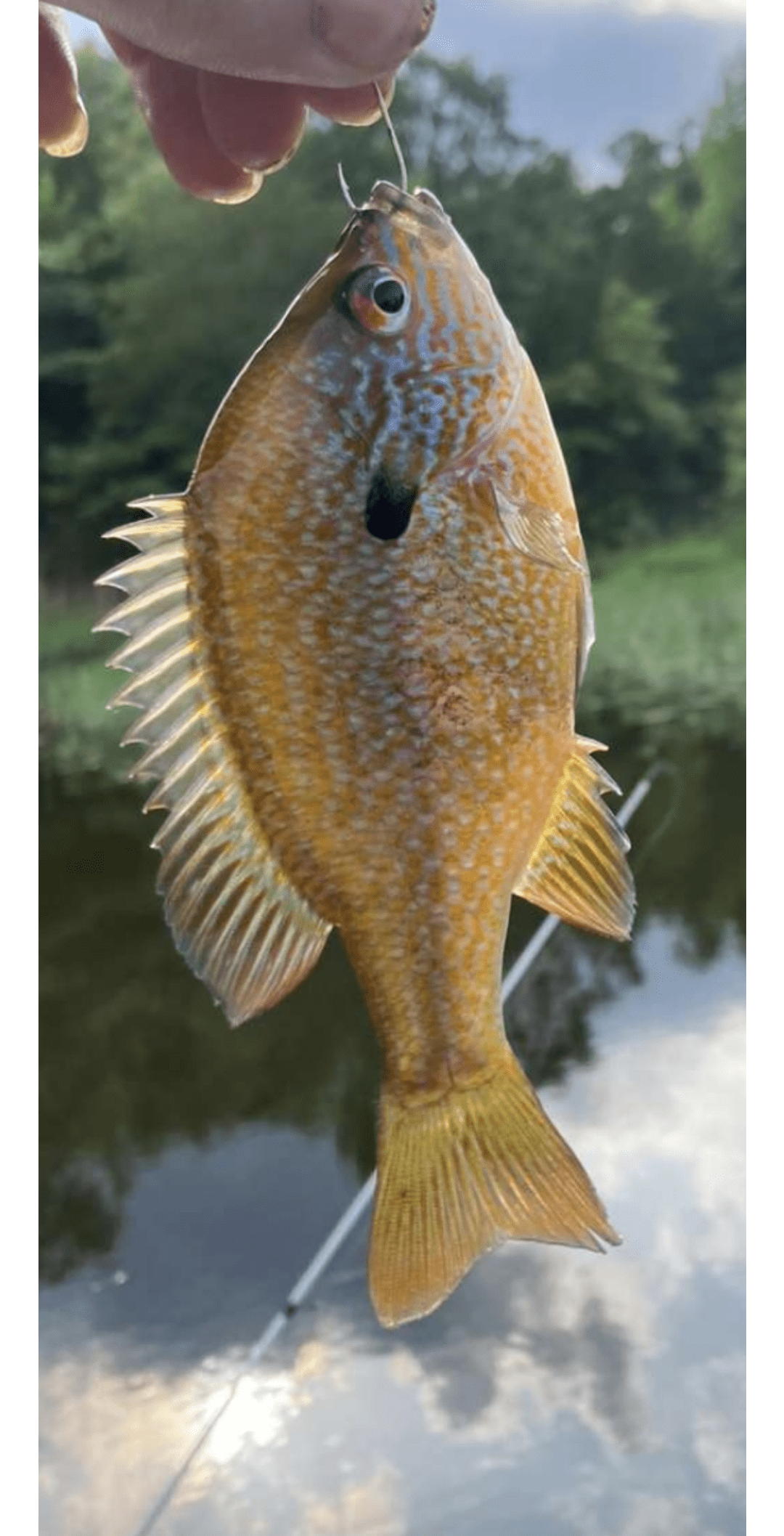 Bluegill? r/Fishing