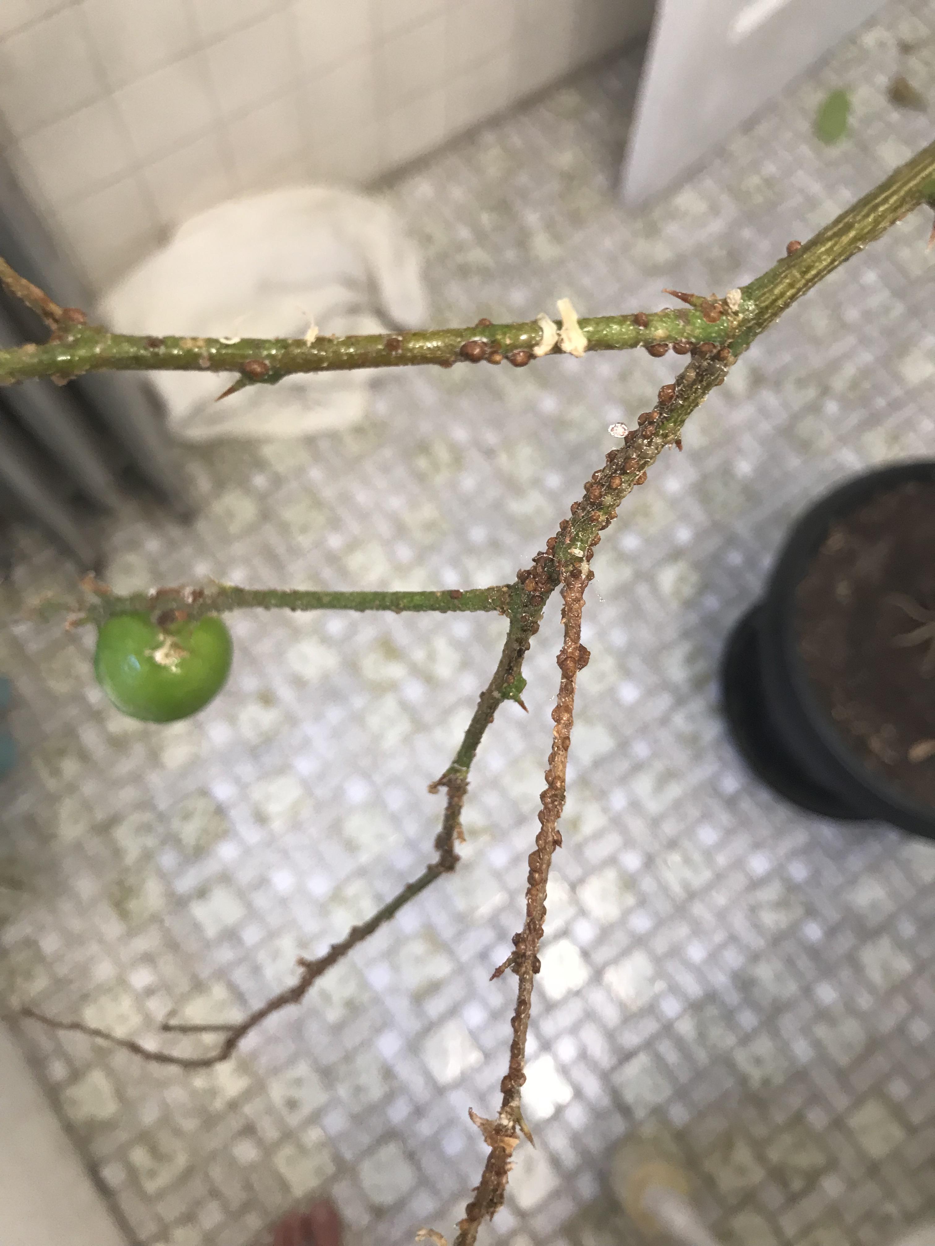 What are these bumps growing on my lime tree?? r/Whatisthis