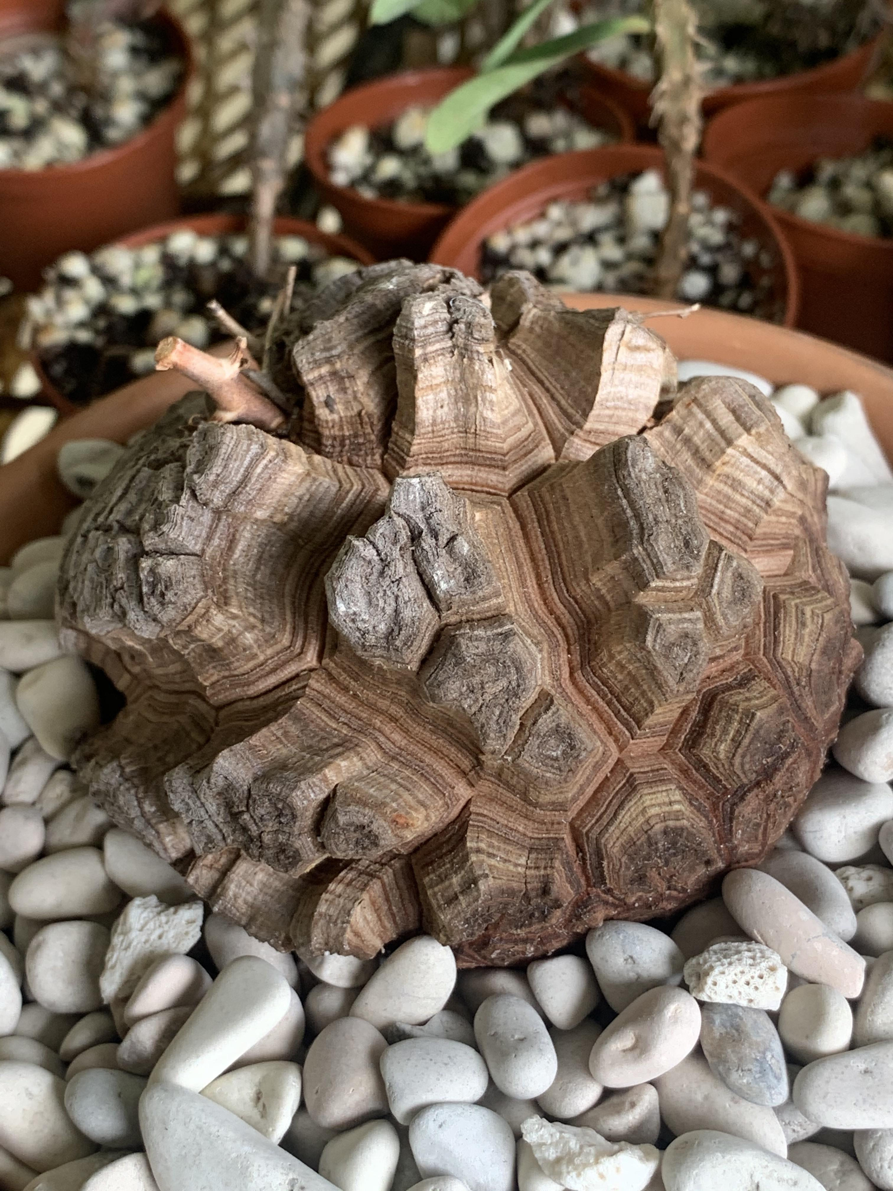 Dioscorea elephantipes The Elephant’s Foot r/succulents