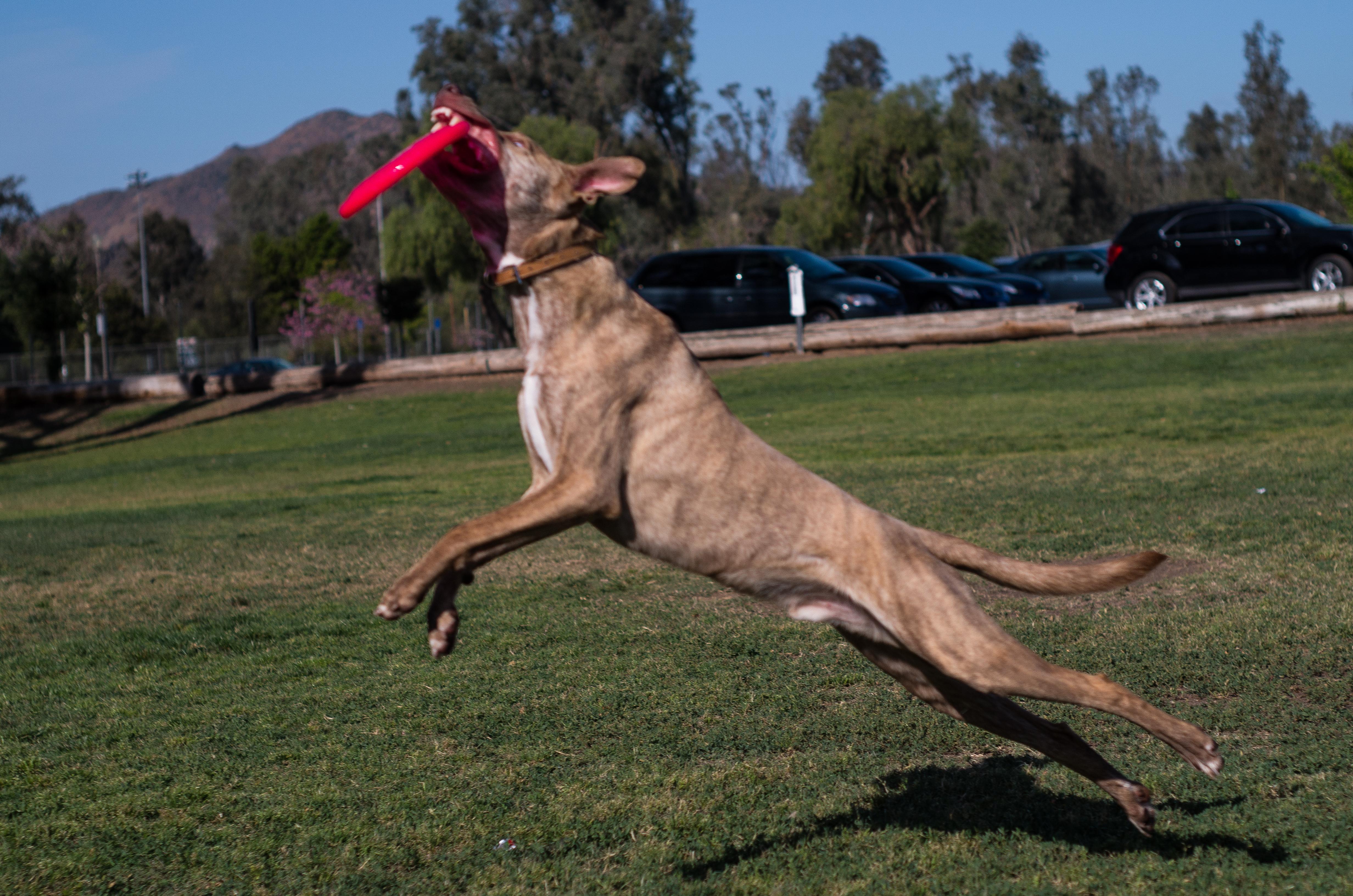 Disc golf caddy r/discgolf