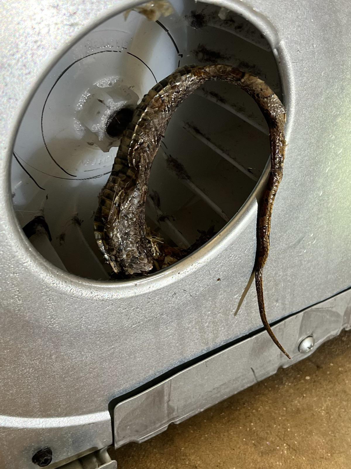 Apparently a snake crawled into our dryer and died… usually I’m good at