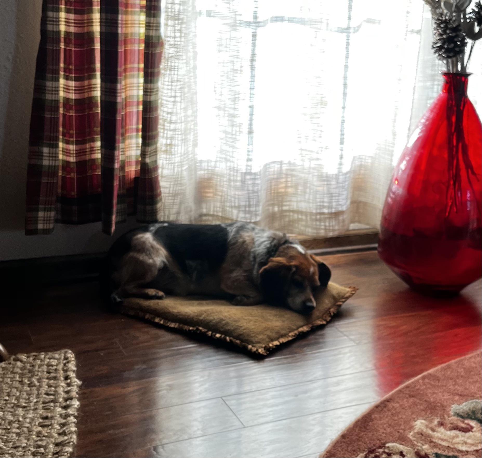 My stepmom sent me a picture of my dog on his new pillow. I give that pillow a week til he try’s