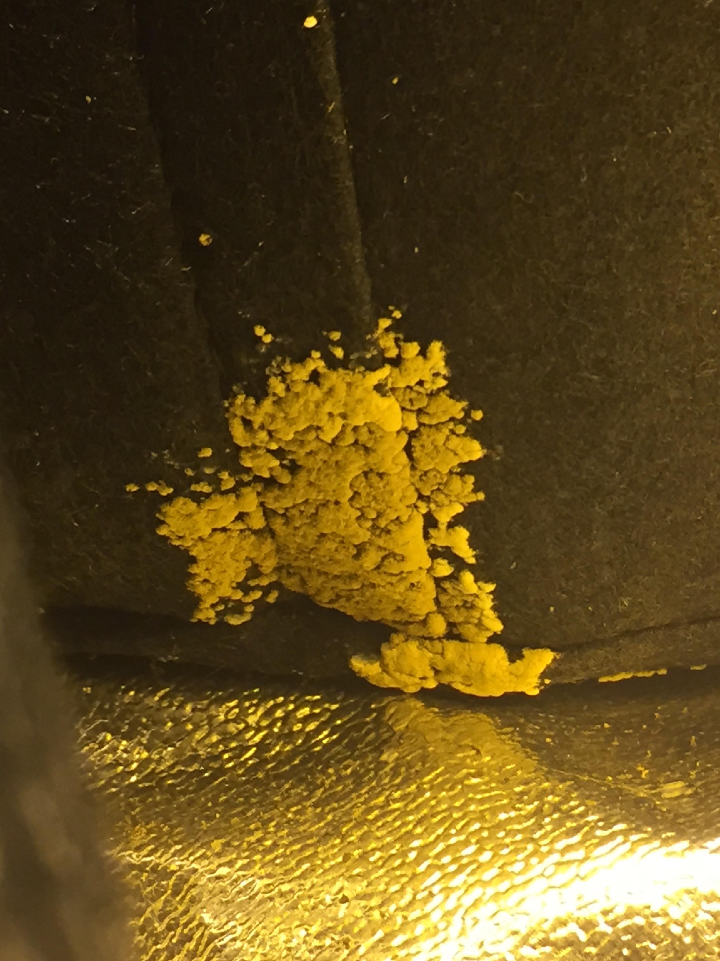 Mold on my fabric pots? How concerned should I be? r/microgrowery