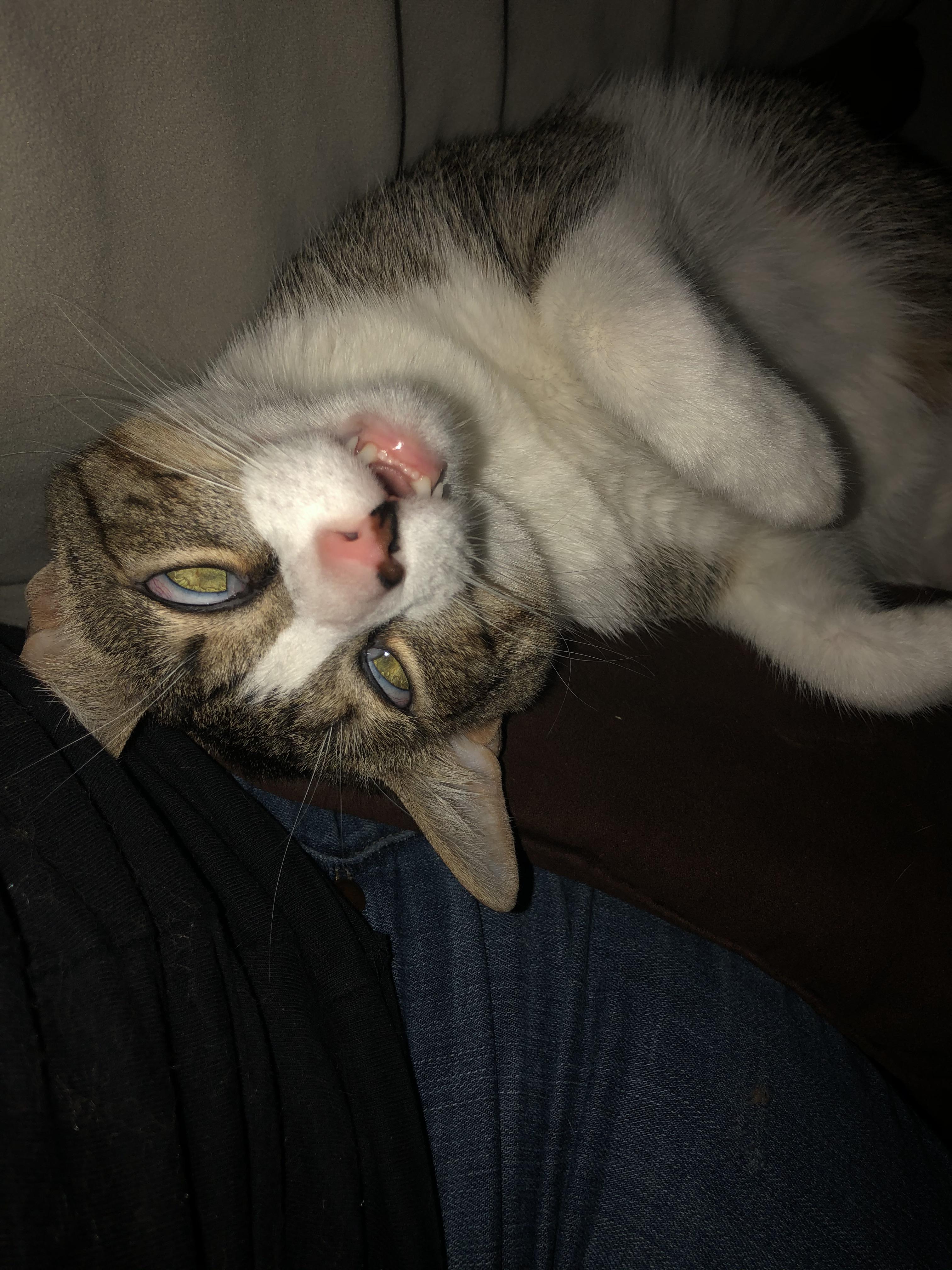 Felt my cat snuggle against me and... awwwtf