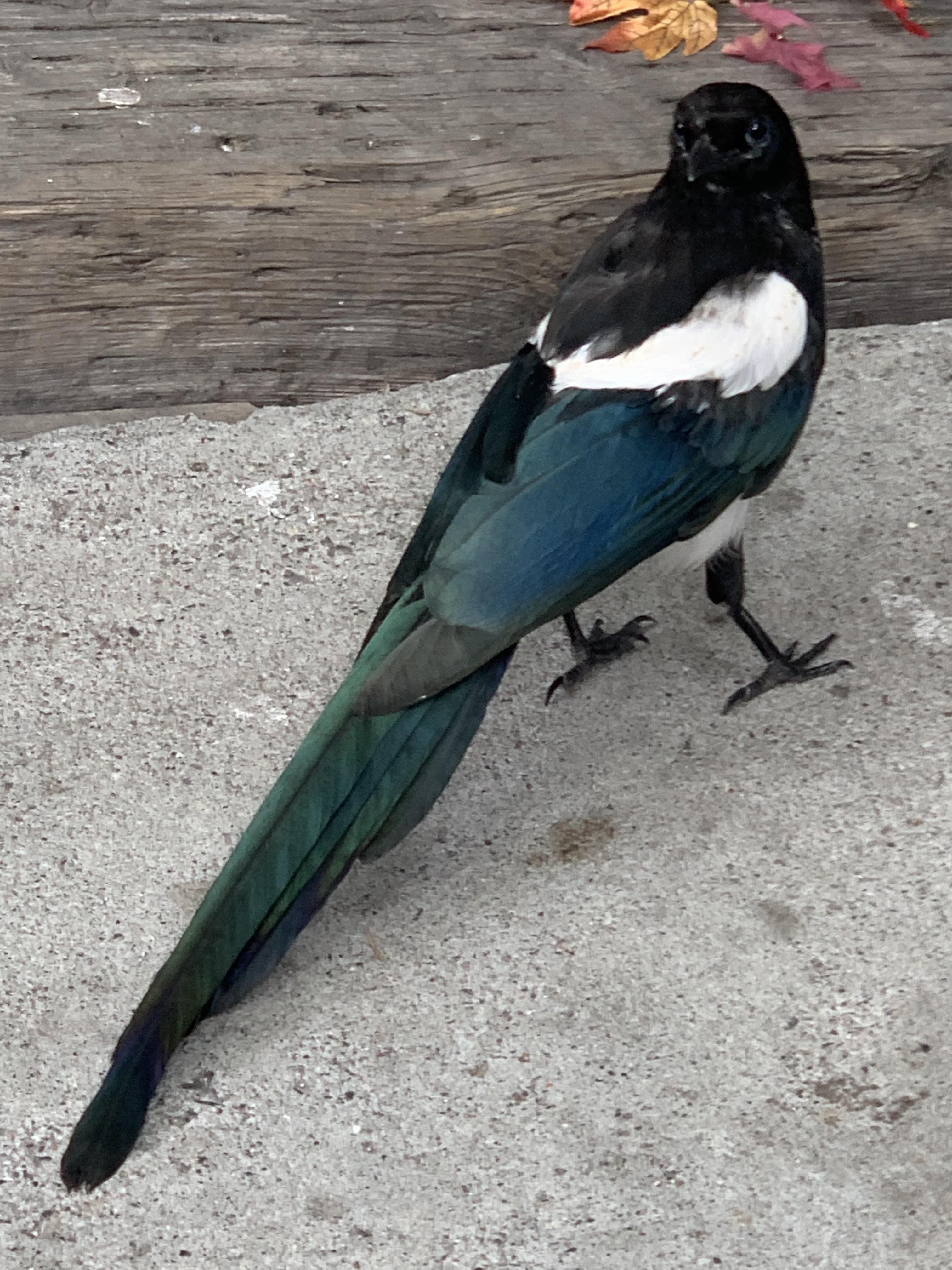 Loud, squawking bird in the middle of the night whatsthisbird