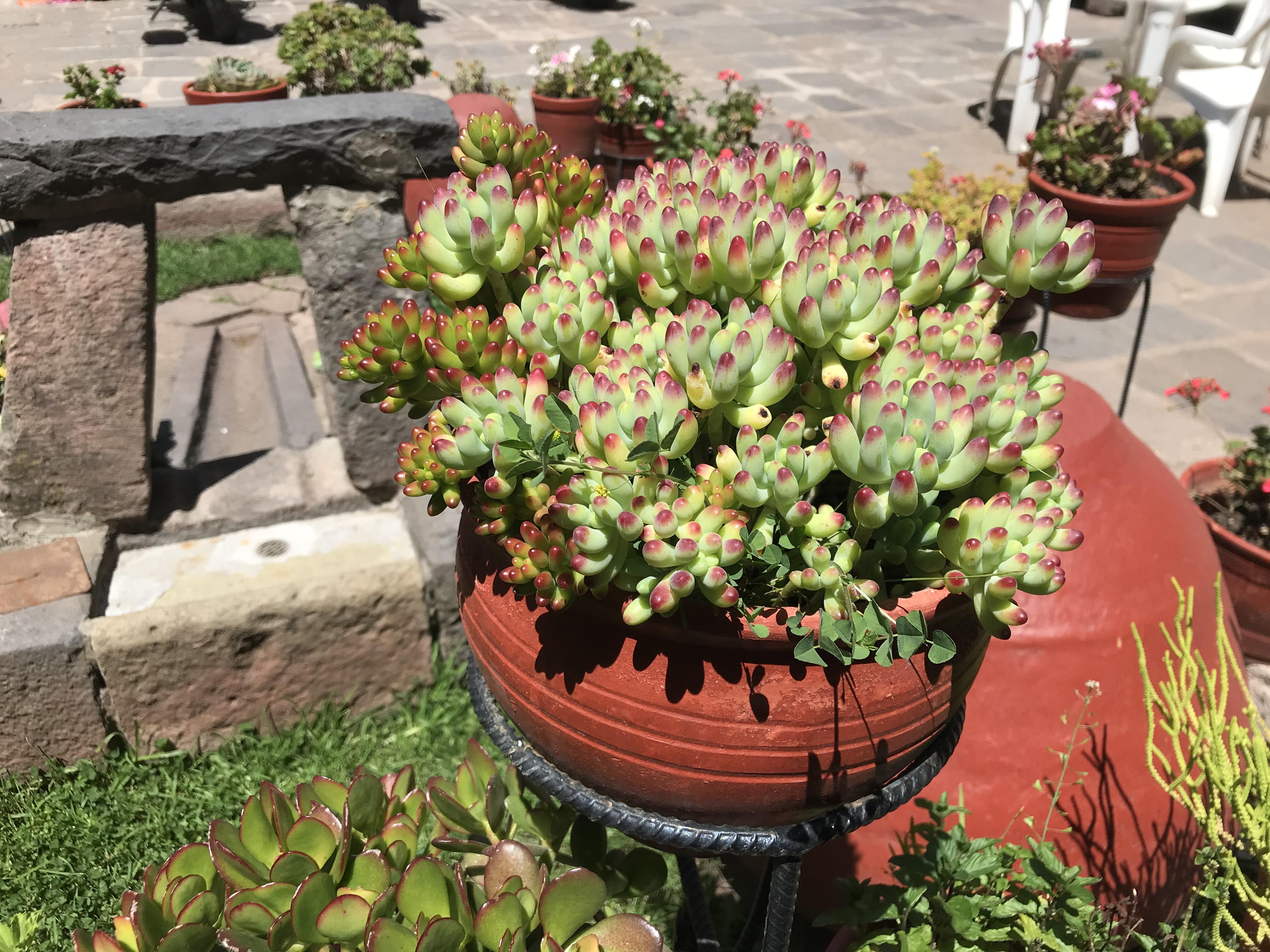 Found in Spanish style courtyard I wandered into in Cusco