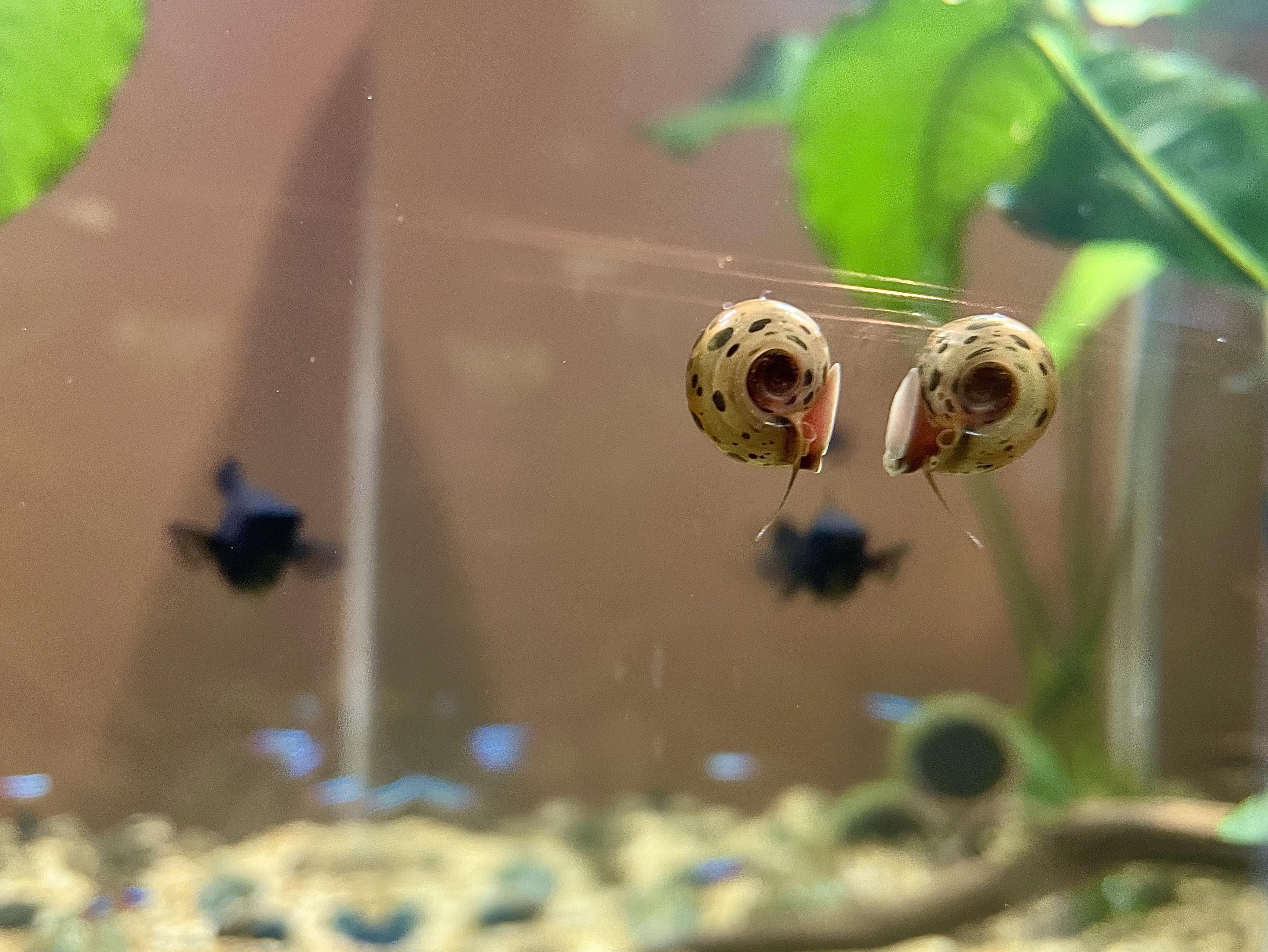 I guess I got this snail with my new Java ferns. Now I have at least