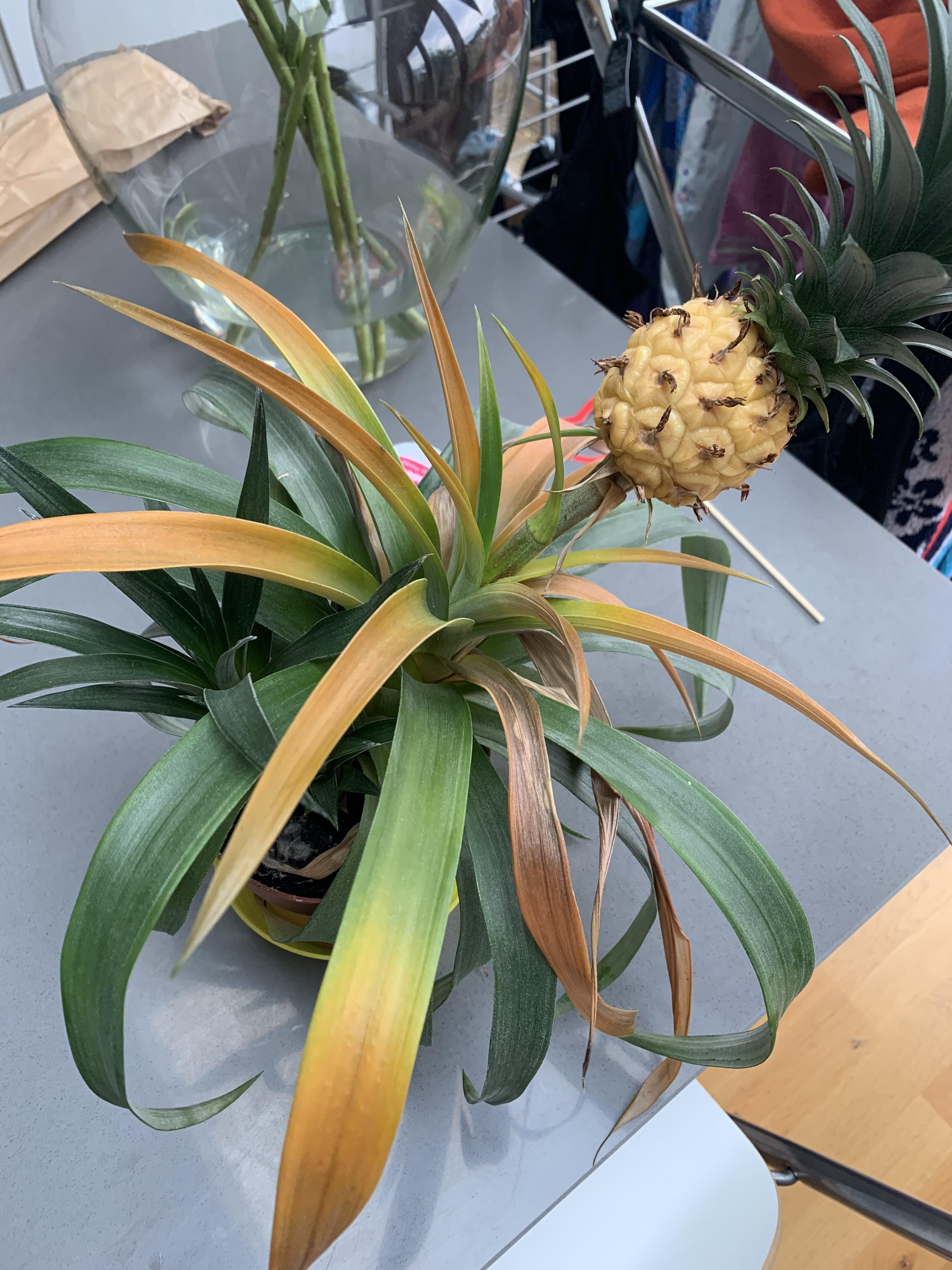 Is this pineapple plant dead? And how do I take care of it? r/gardening