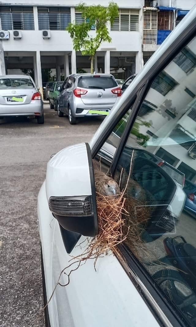 A bird build it's nest on a car side mirror during lockdown. r/pics