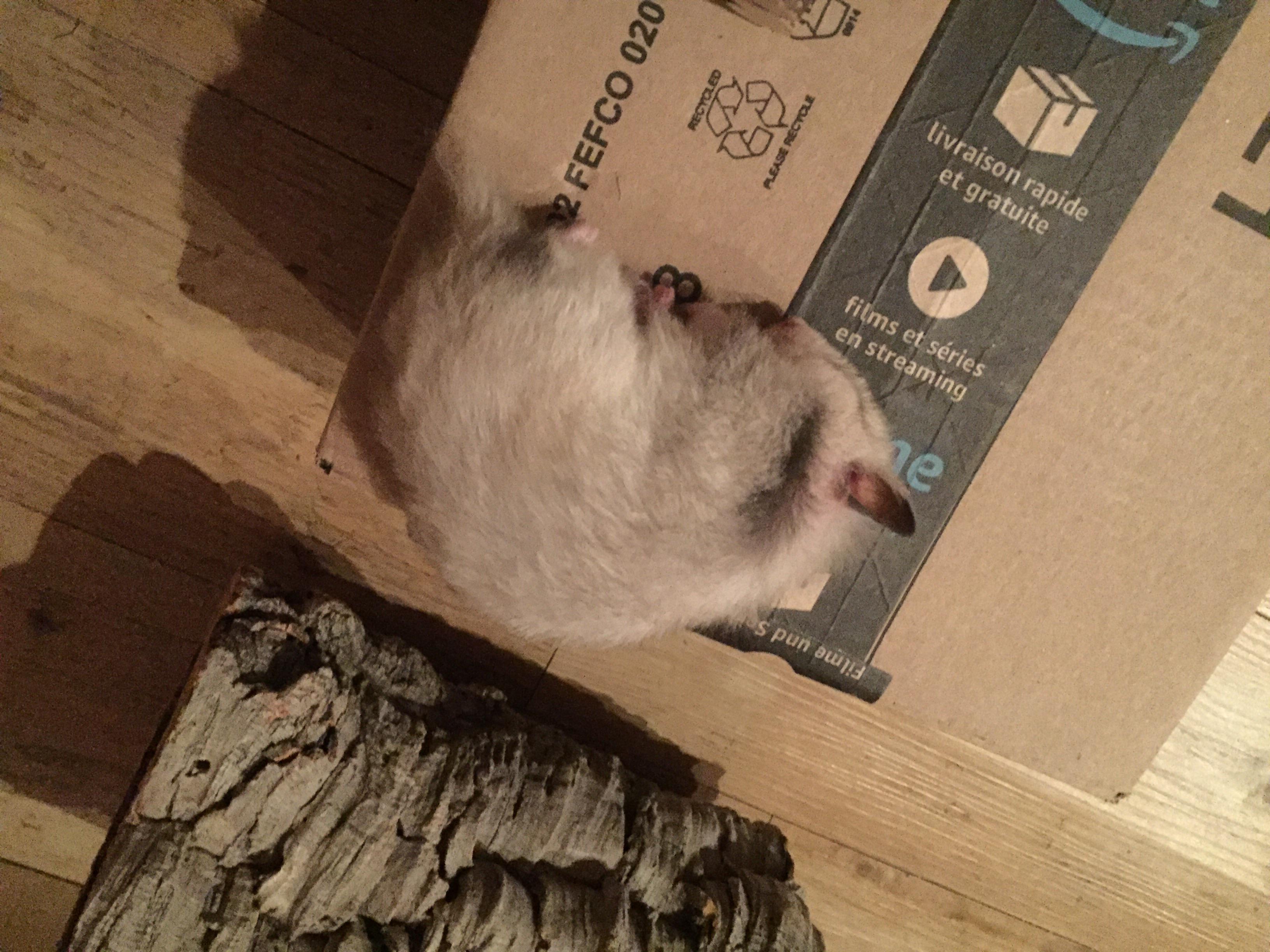 That one time my hamster slept like that in her playpen and nearly gave