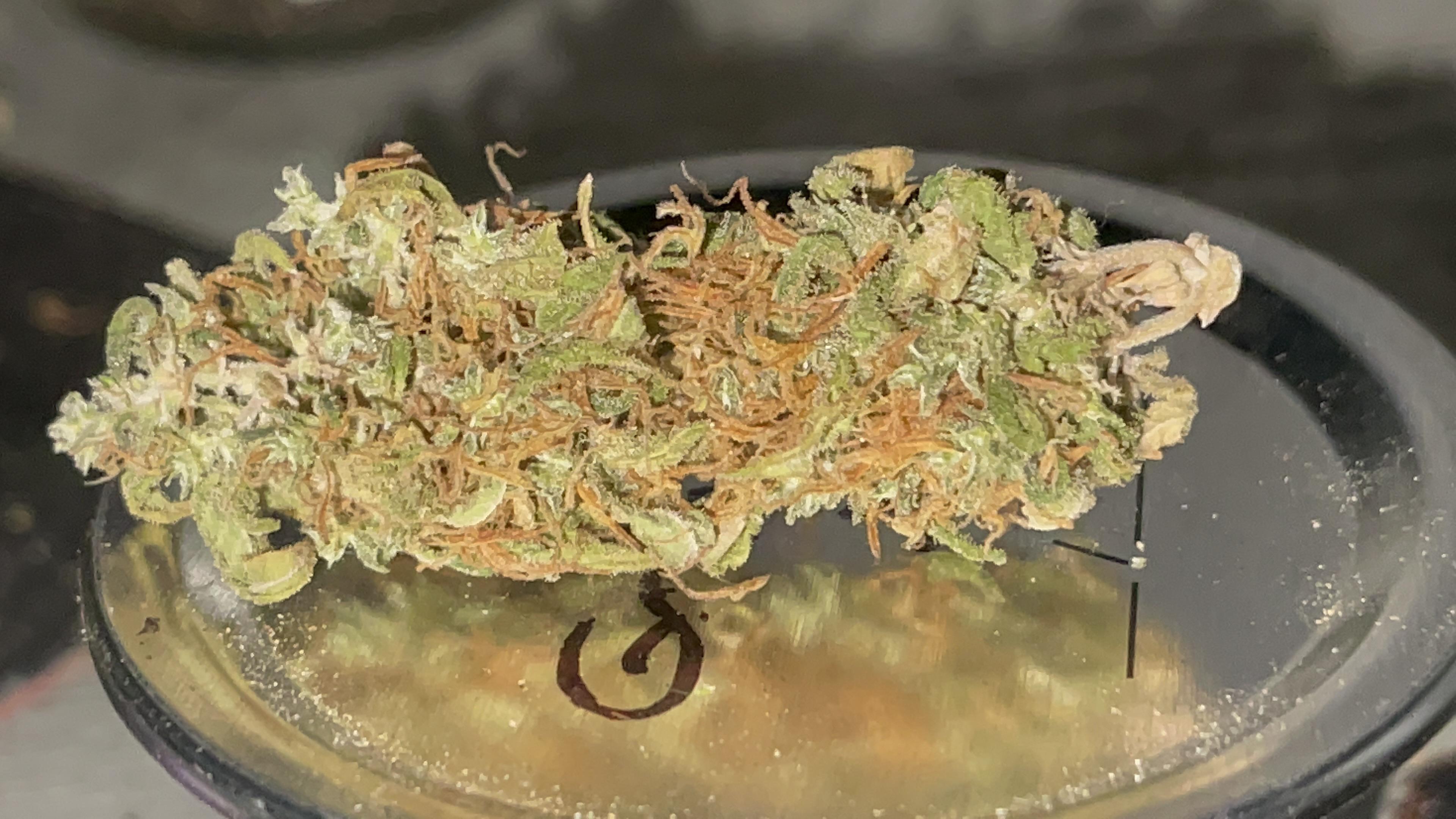 Northern lights airy and loose buds Z what went wrong ? r/GrowBuddy