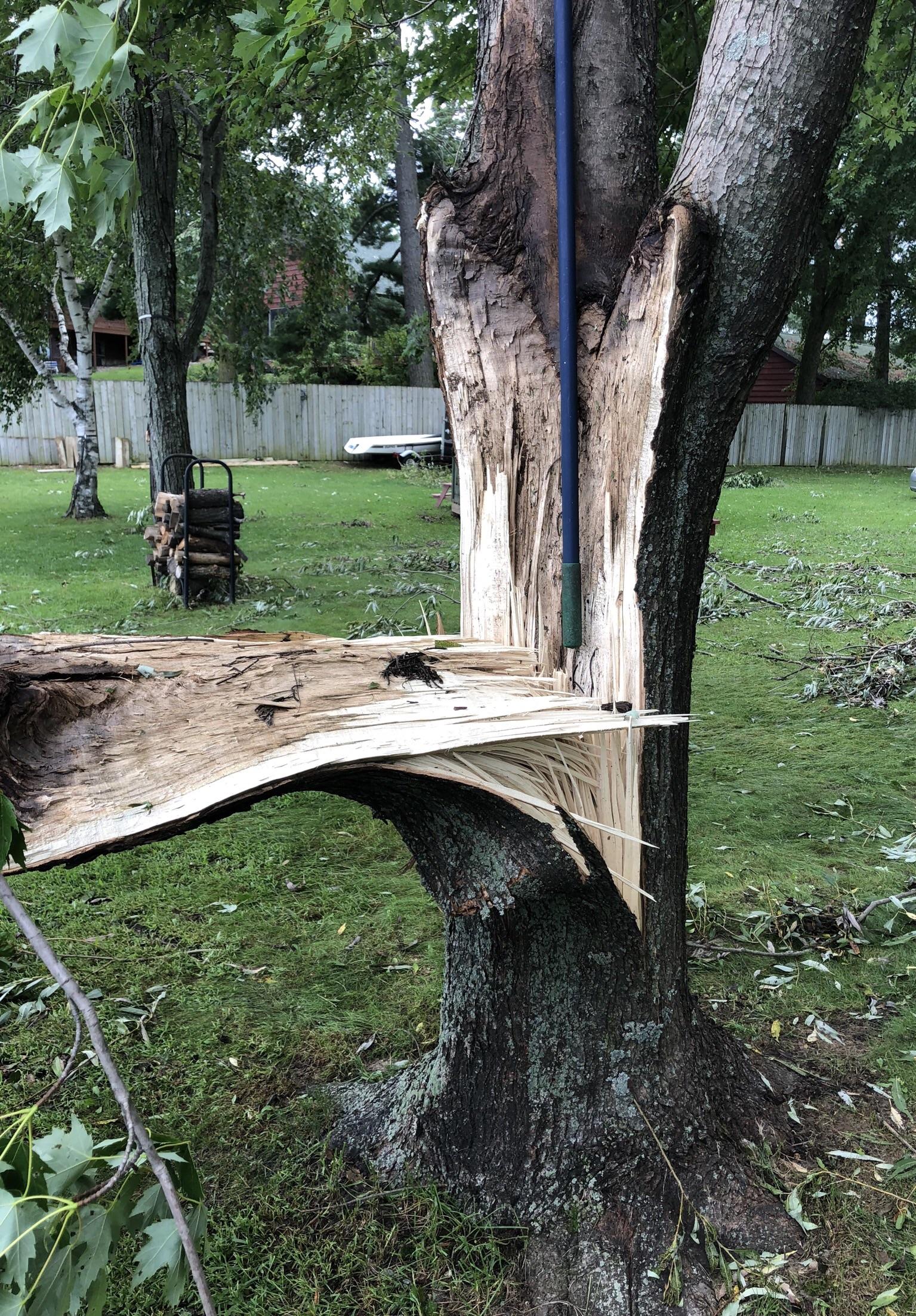Storm Damage Is this something that a maple can survive? r/sfwtrees