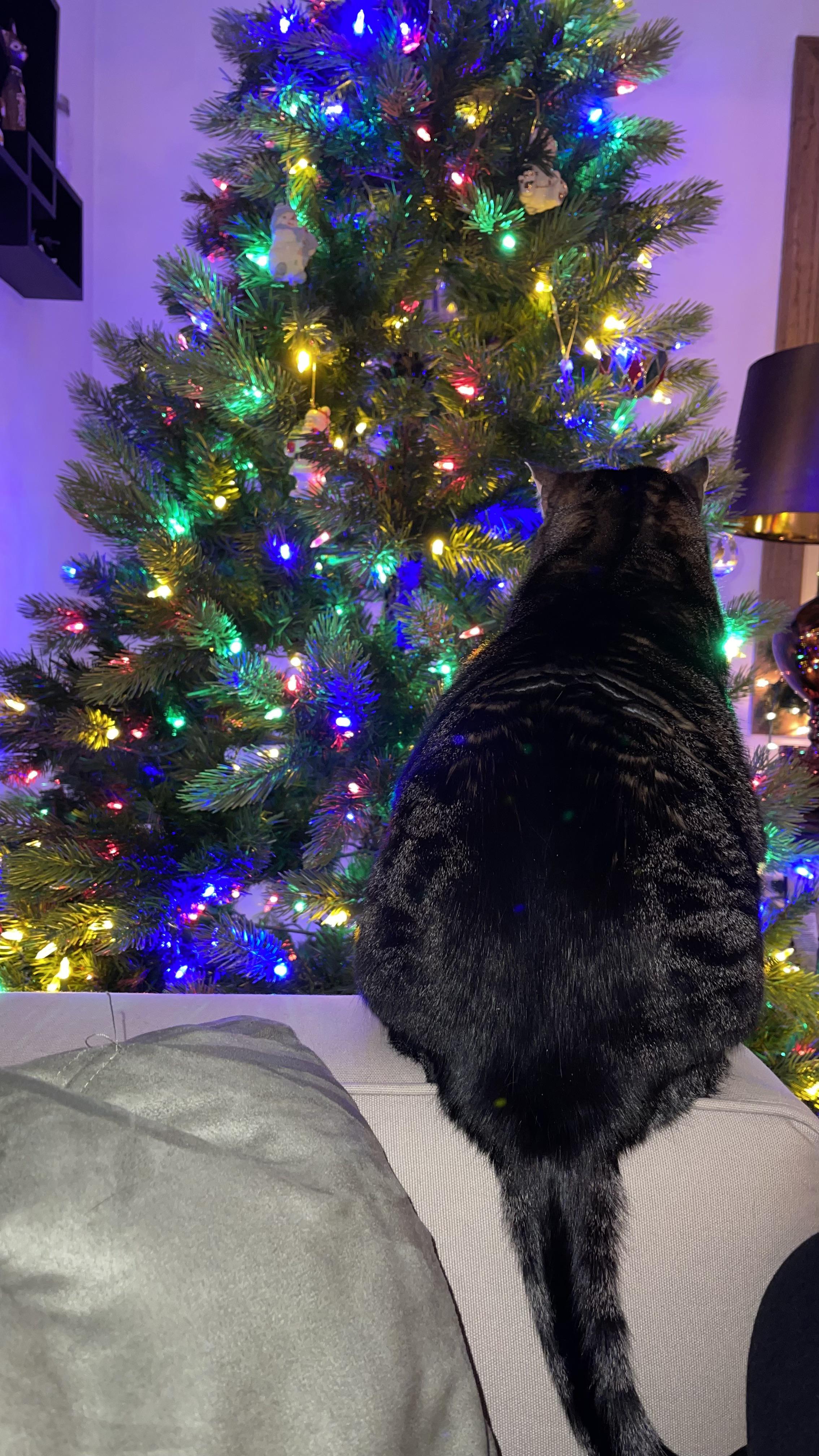 My cat thinking about wrecking my tree. r/TabbyCats