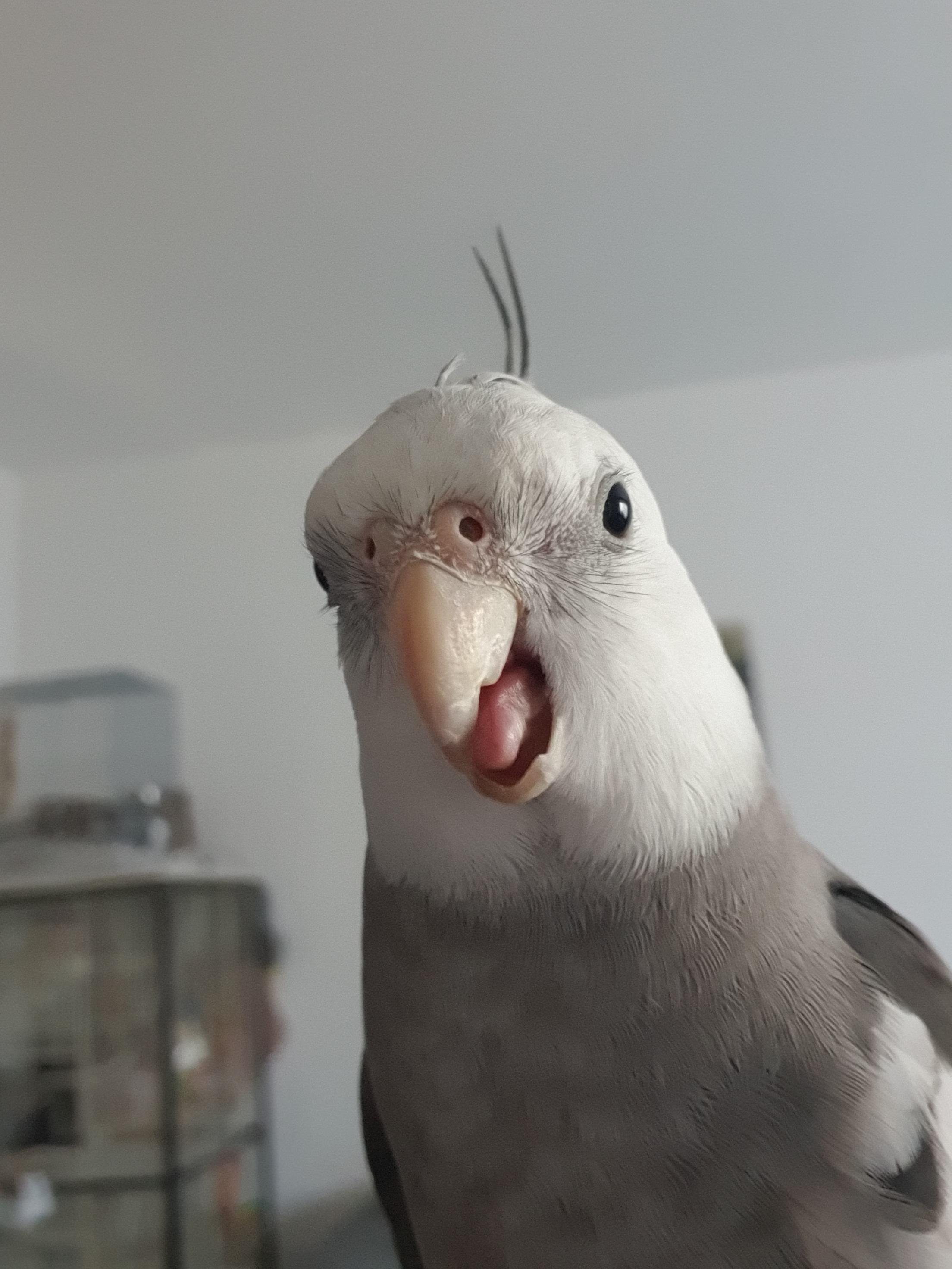 Got a really nice shot of him beak grinding. Just look at this derpy