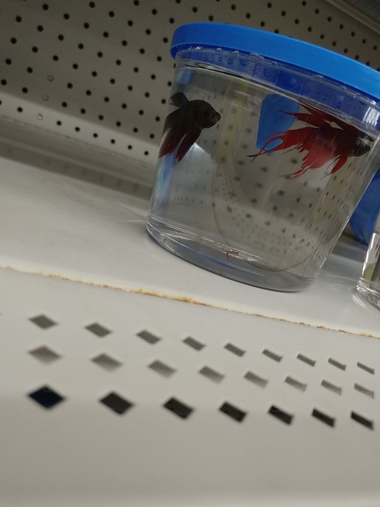 Two betta fish in one container at WalMart r/bettafish